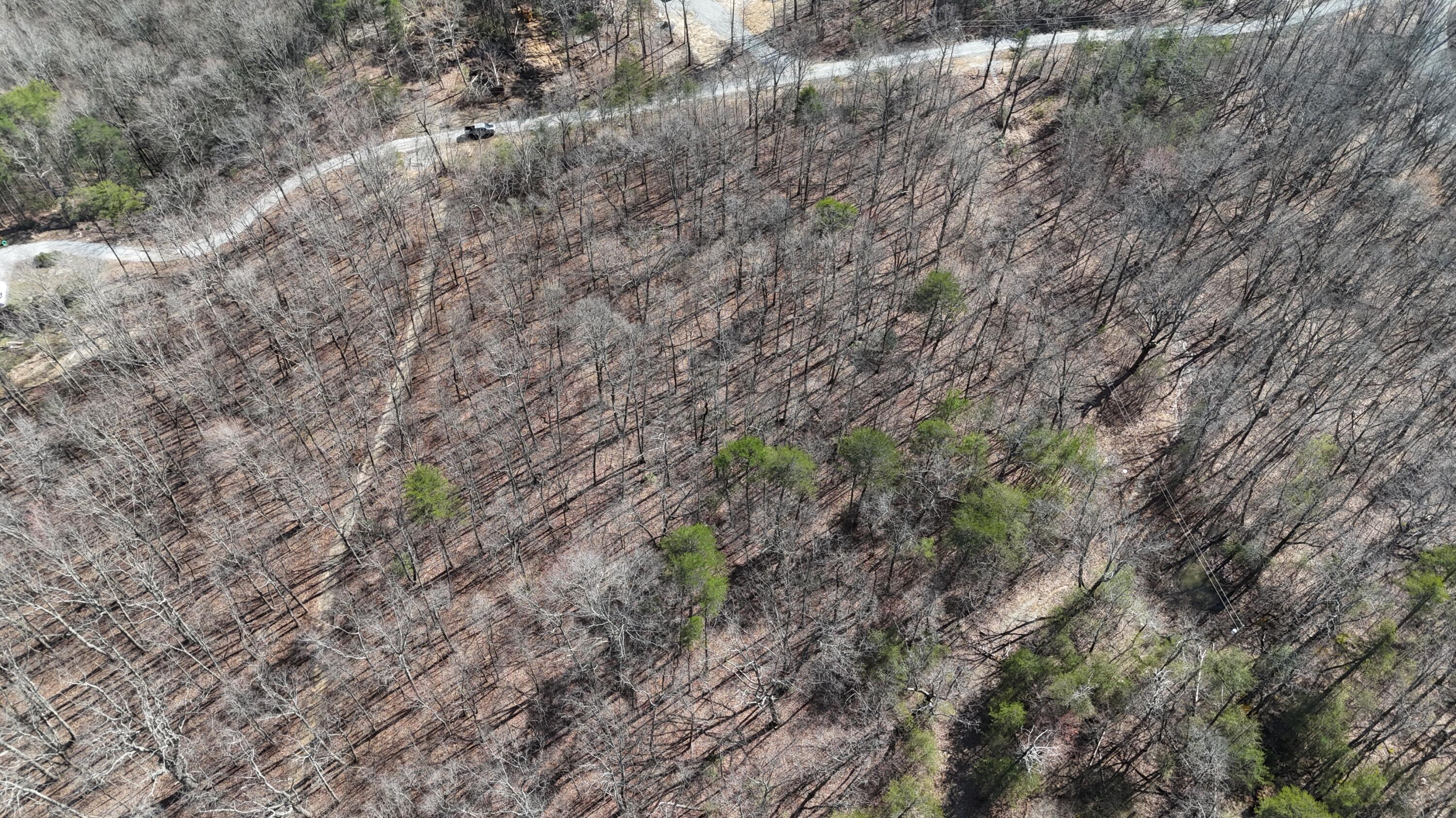 Mountain Laurel Road, Pikeville, Tennessee image 11