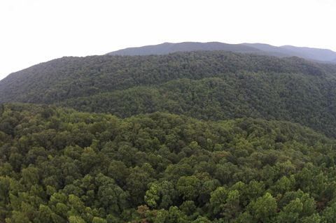 Tiny photo for Tract 1 Straight Fork Road, Huntsville, TN 37756 (MLS # 1530047)