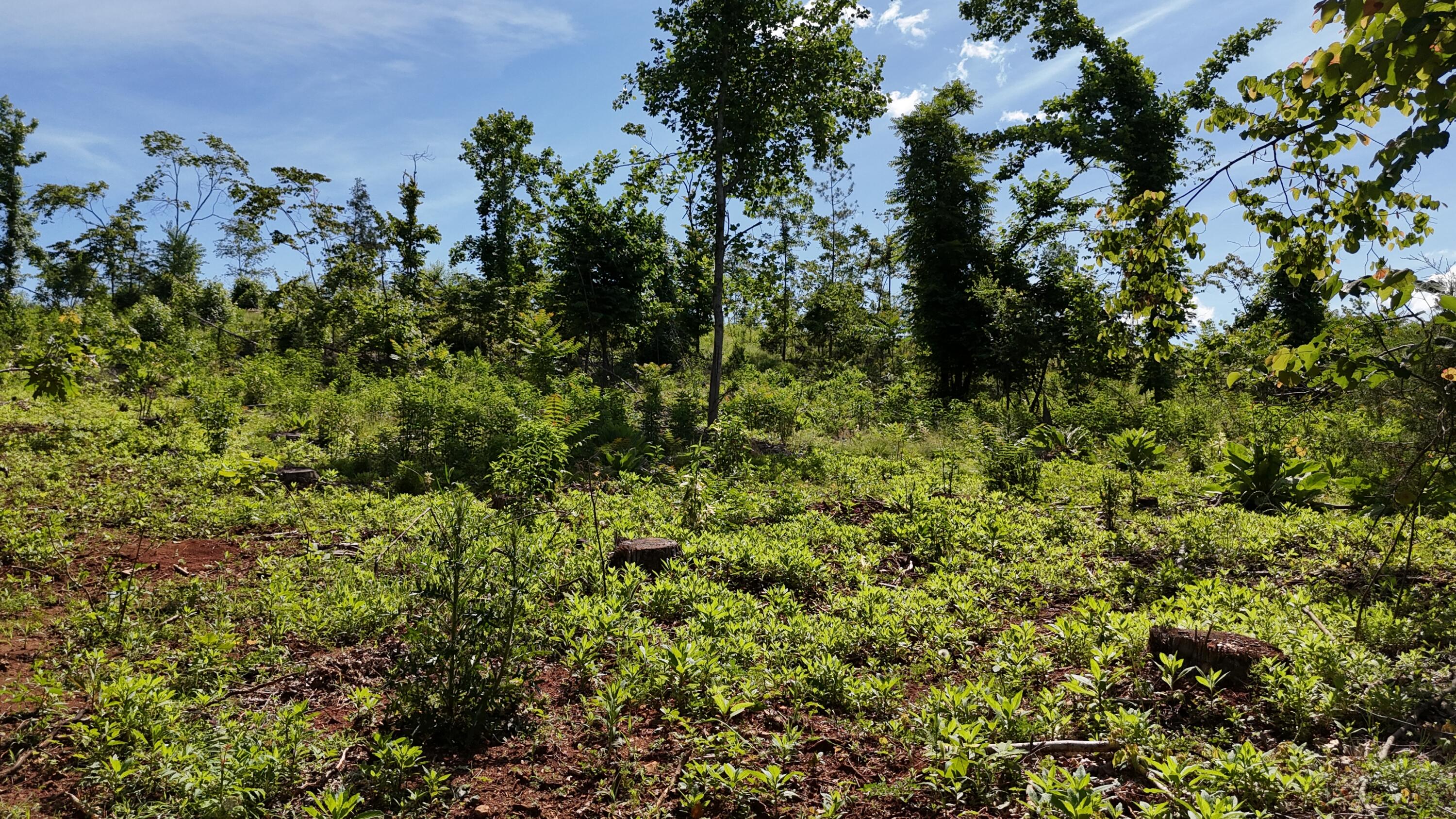 Lot 4 Lamontville Road, Decatur, Tennessee image 3