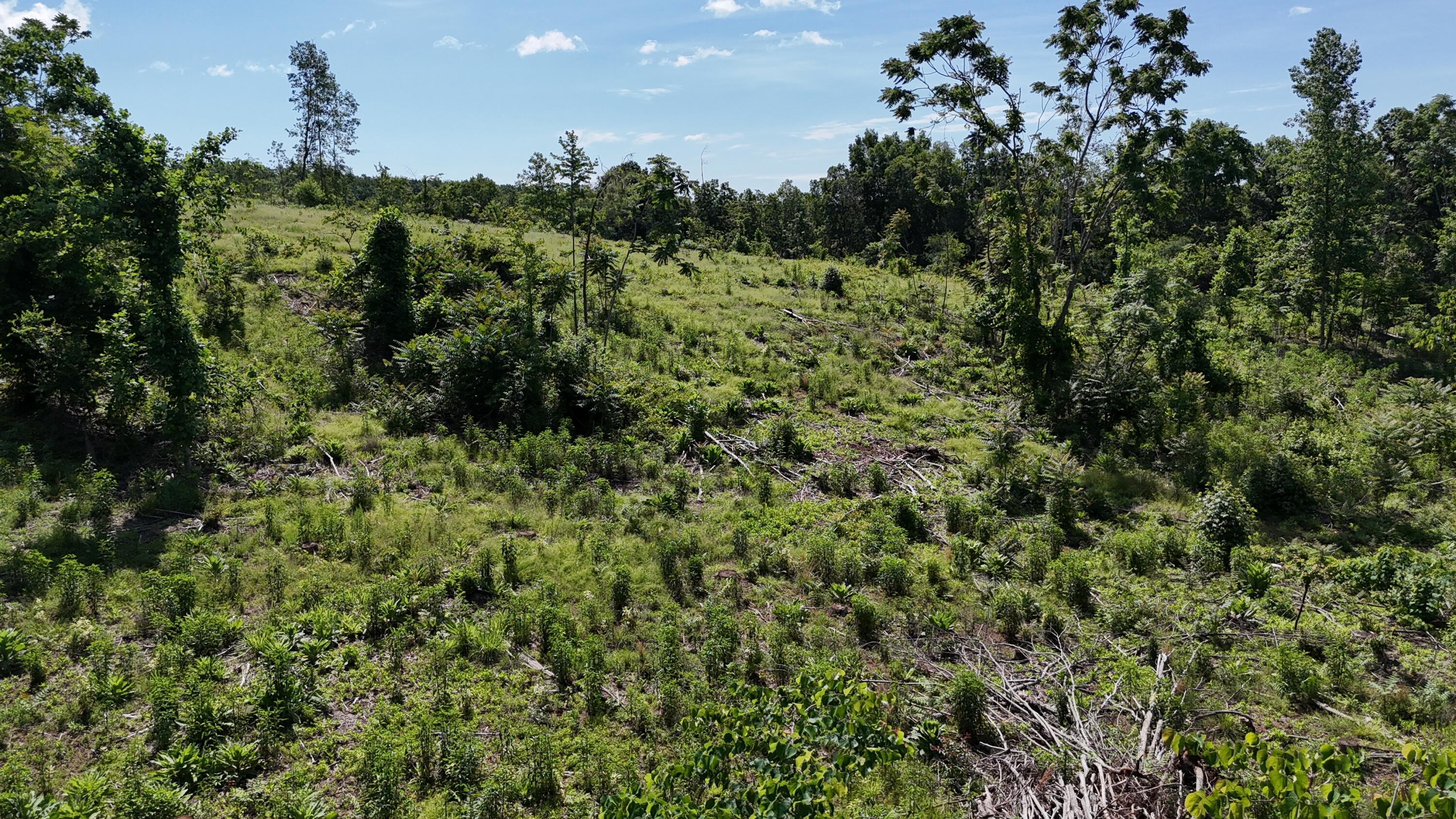 Lot 4 Lamontville Road, Decatur, Tennessee image 6