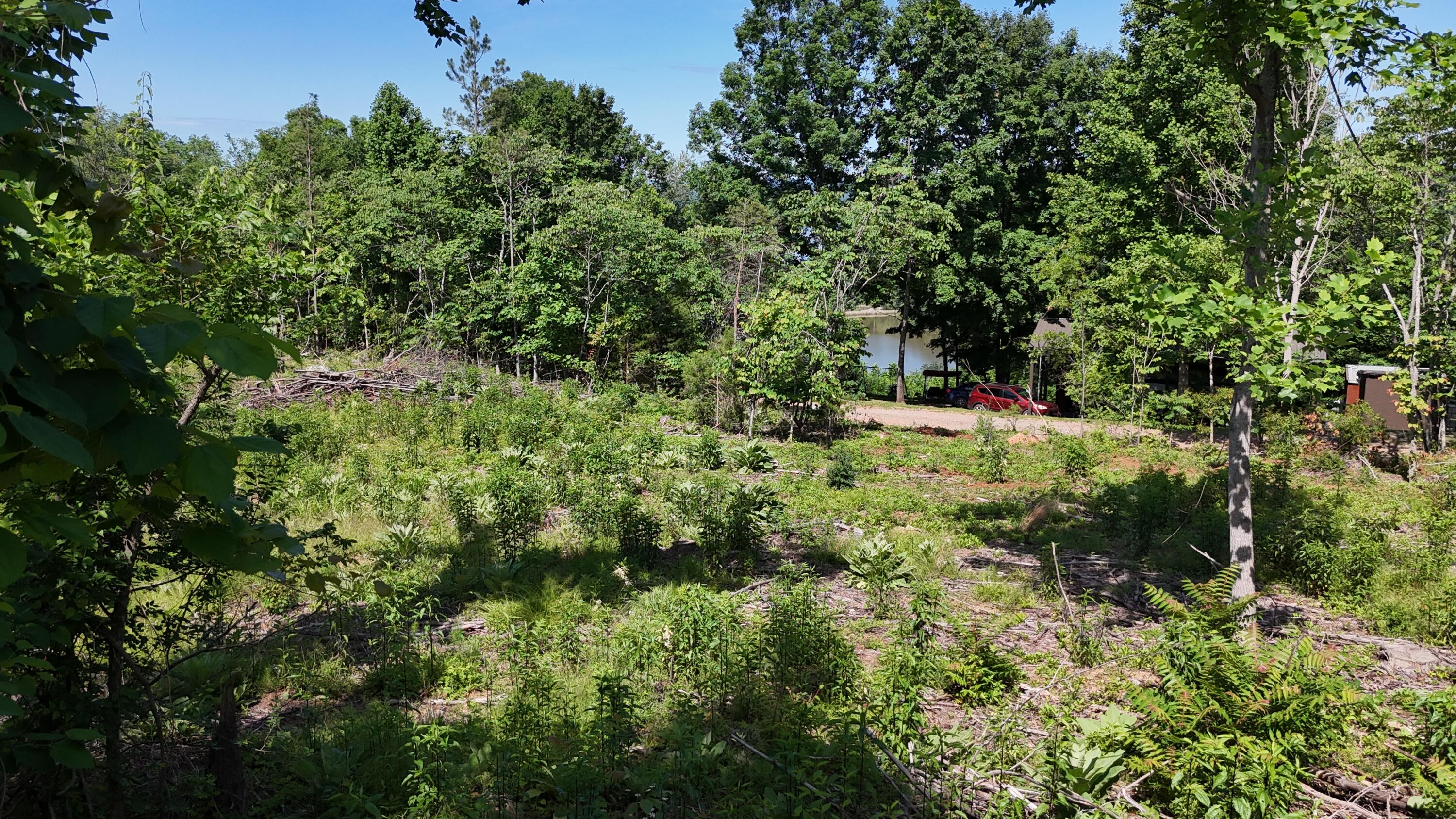 Lot 4 Lamontville Road, Decatur, Tennessee image 4