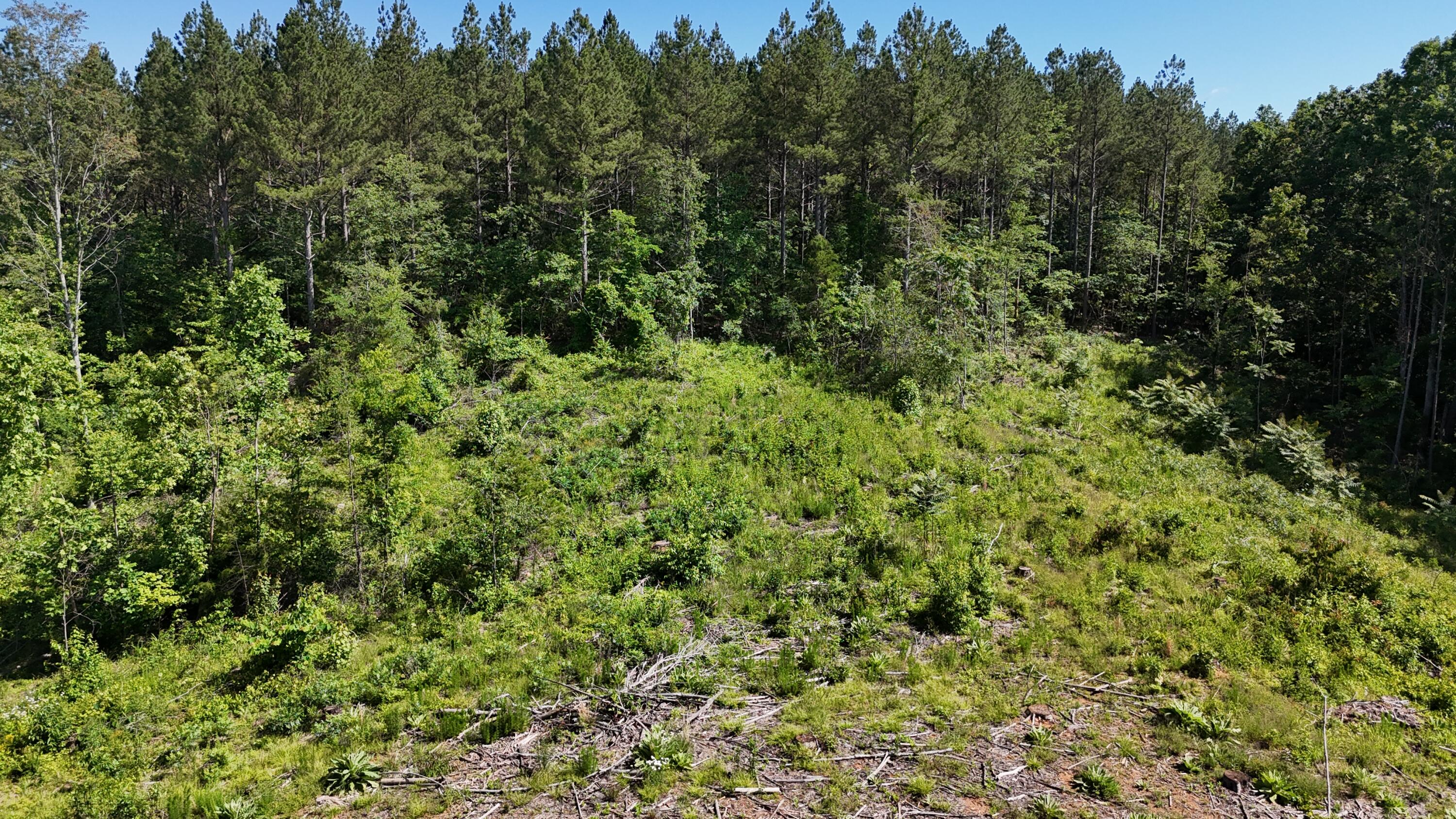 Lot 4 Lamontville Road, Decatur, Tennessee image 1