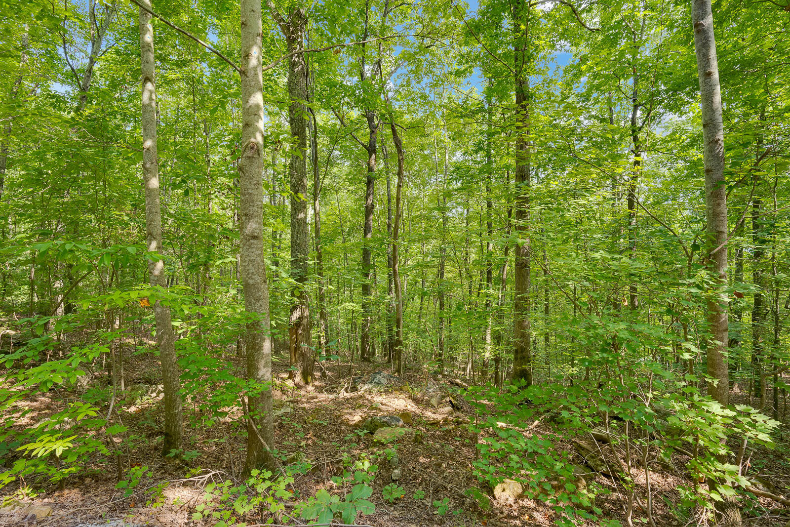 Scenic Drive, South Pittsburg, Tennessee image 3