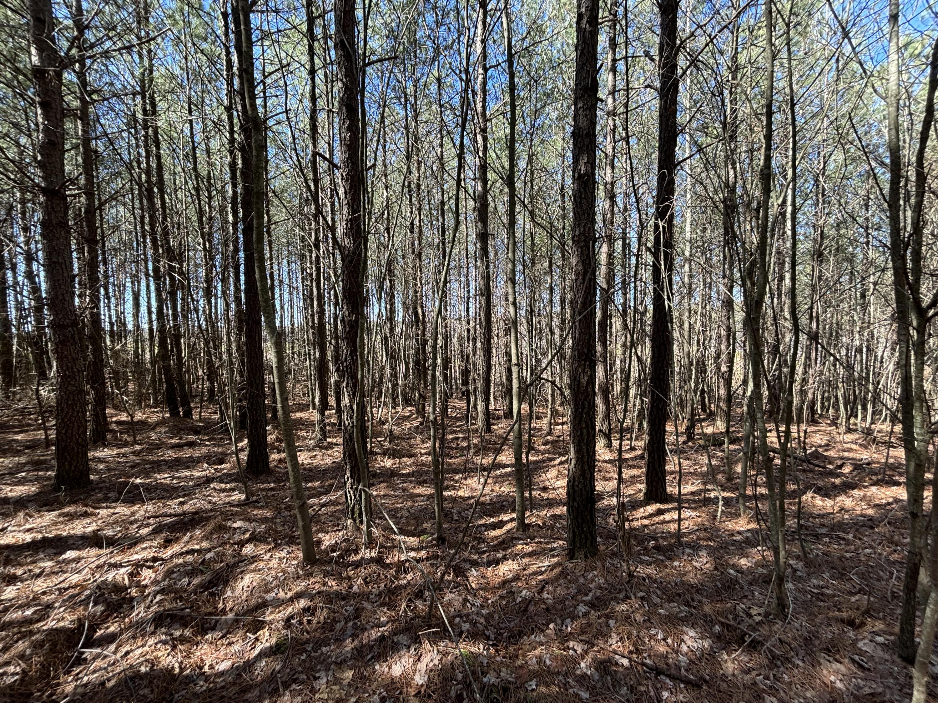 10 Hwy 399, Dunlap, Tennessee image 17