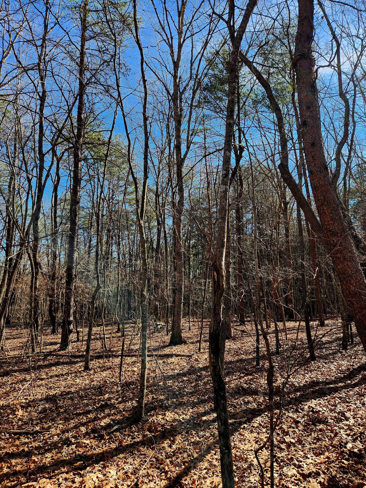 157 Highway, Rising Fawn, Georgia image 9