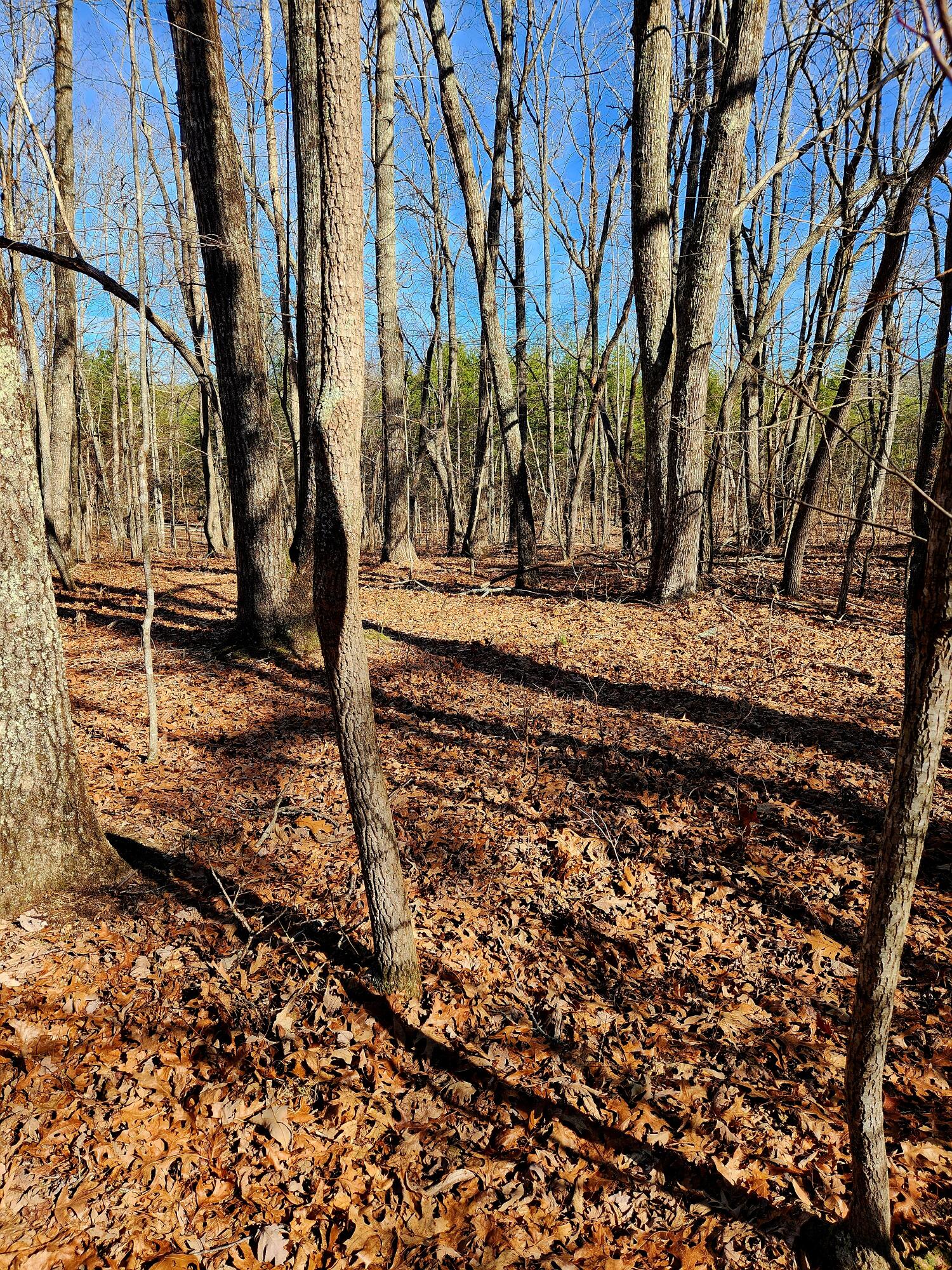 157 Highway, Rising Fawn, Georgia image 2