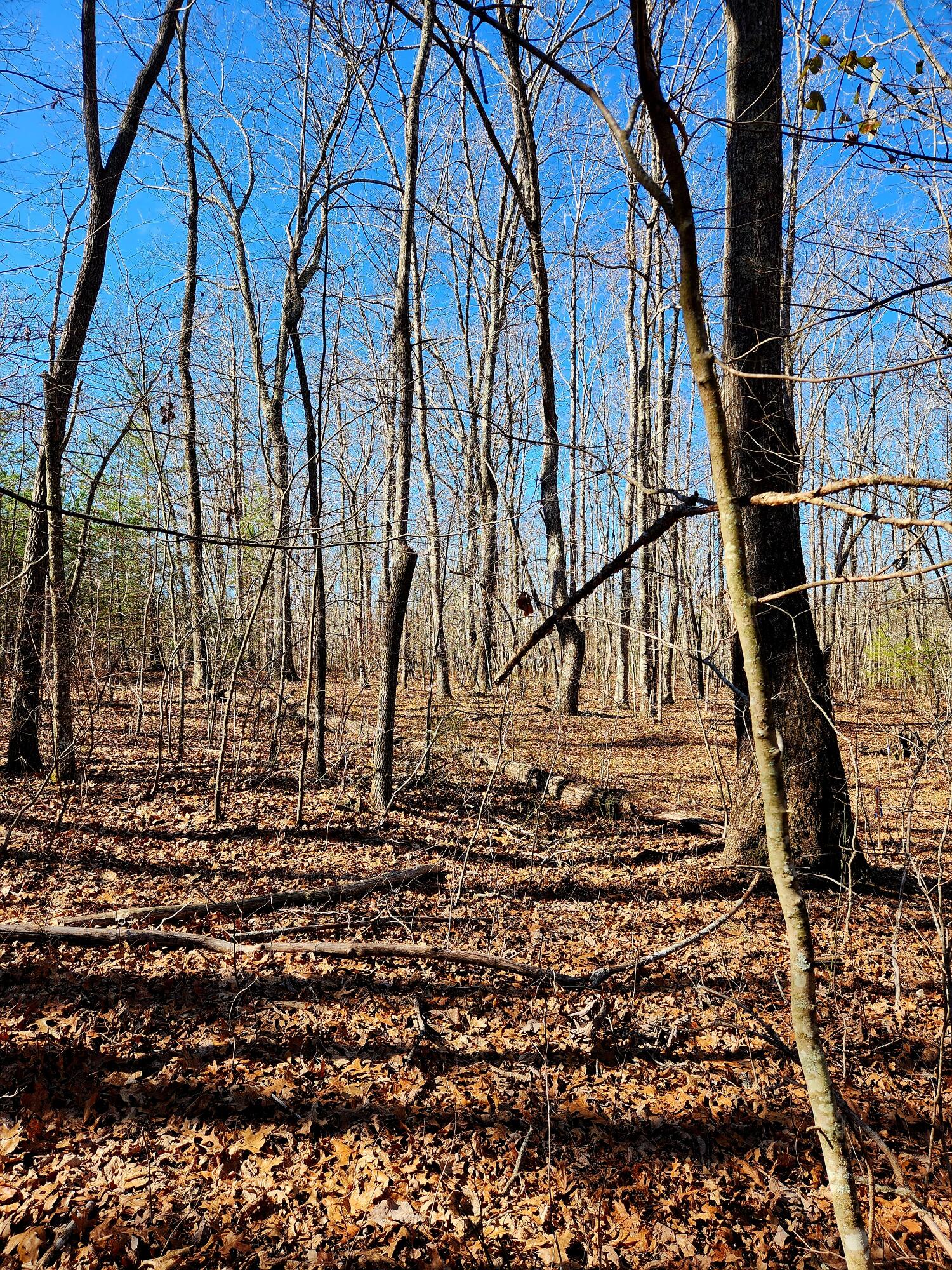 157 Highway, Rising Fawn, Georgia image 16