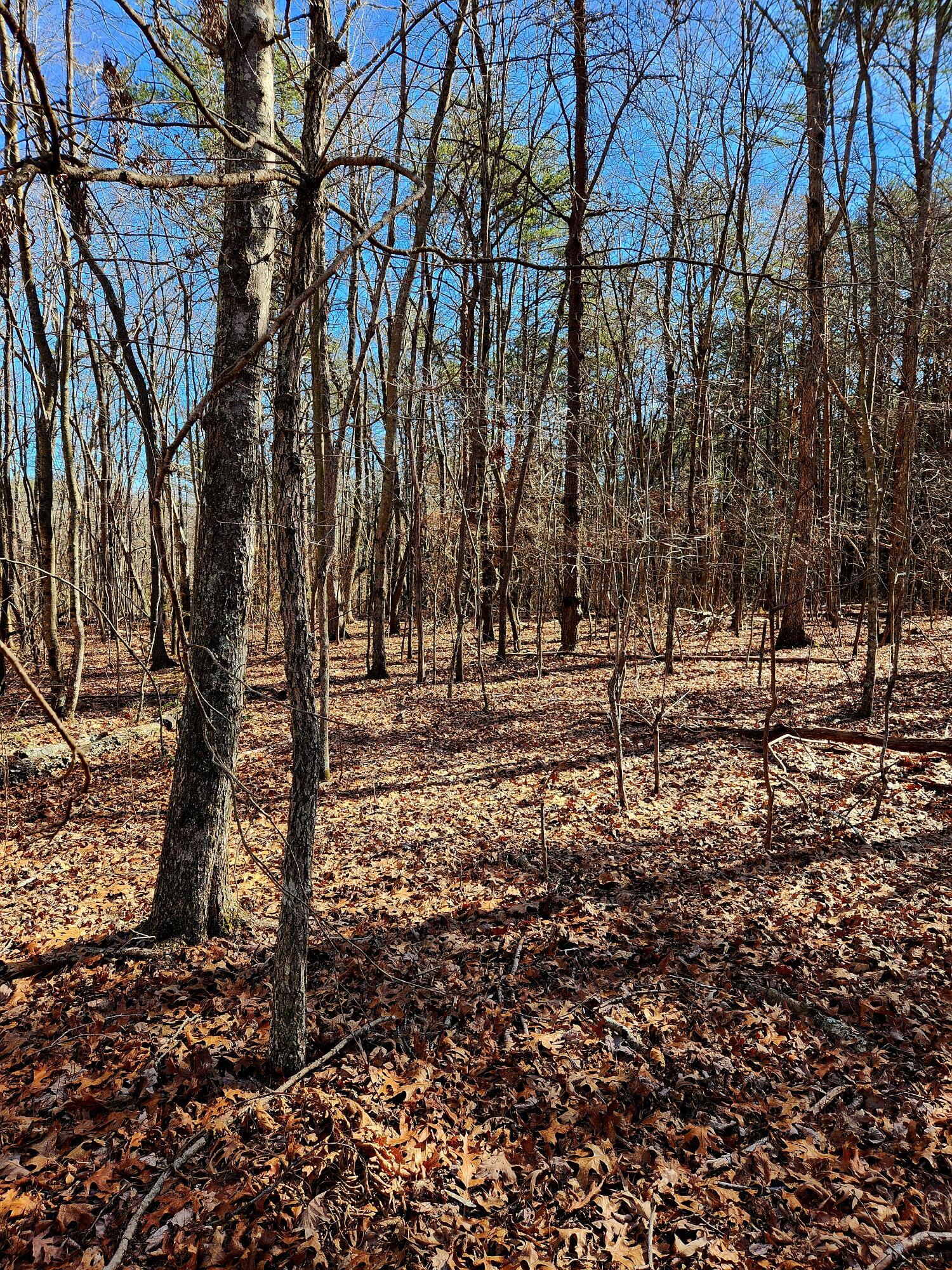 157 Highway, Rising Fawn, Georgia image 4