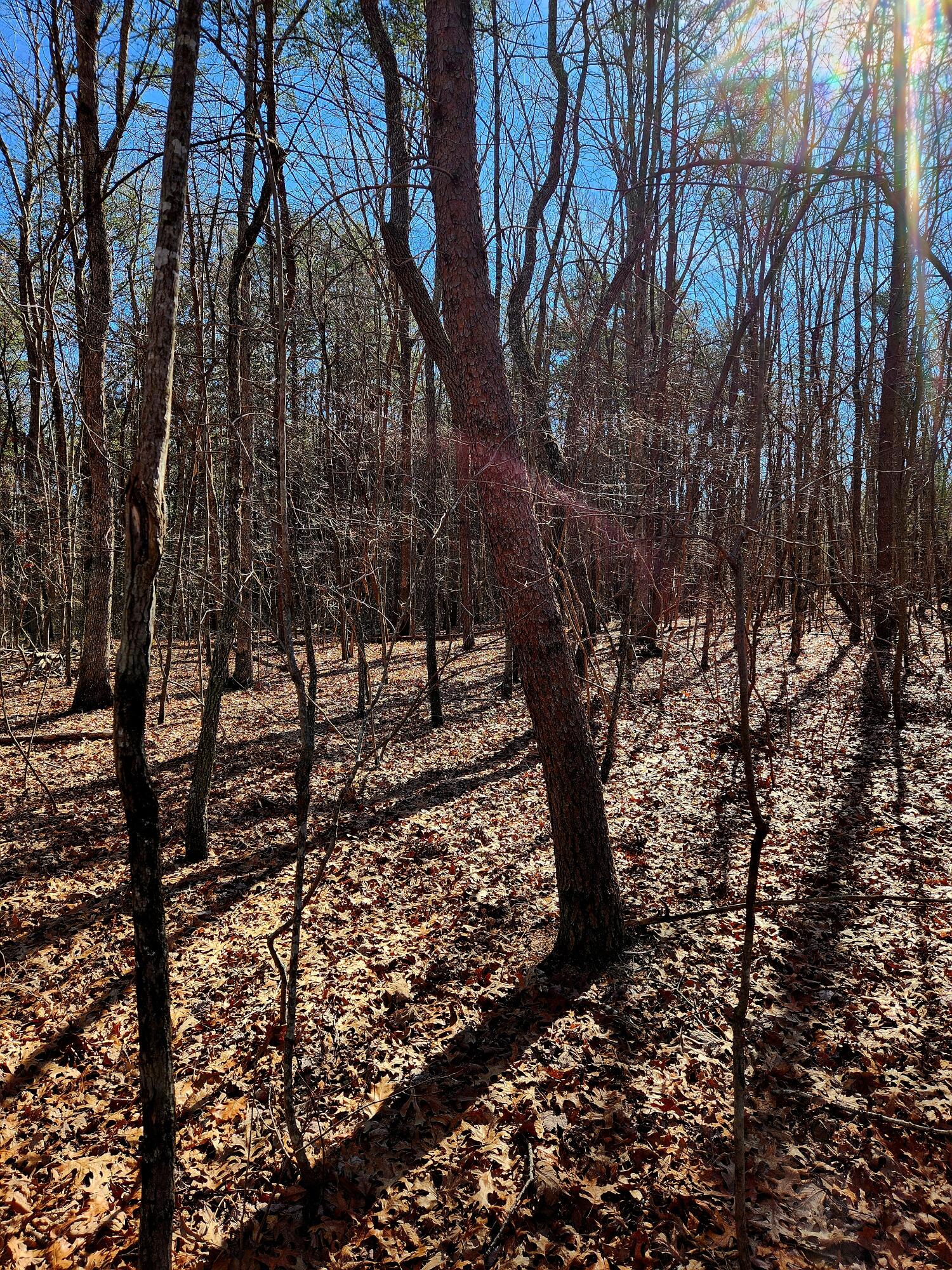 157 Highway, Rising Fawn, Georgia image 8