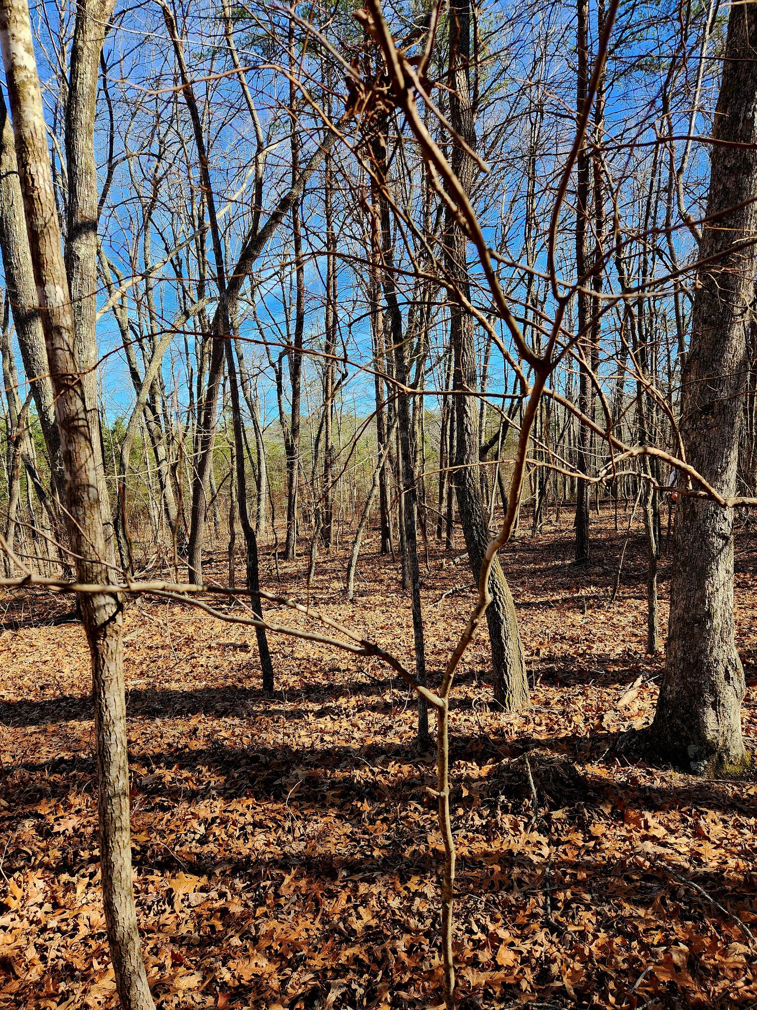 157 Highway, Rising Fawn, Georgia image 3