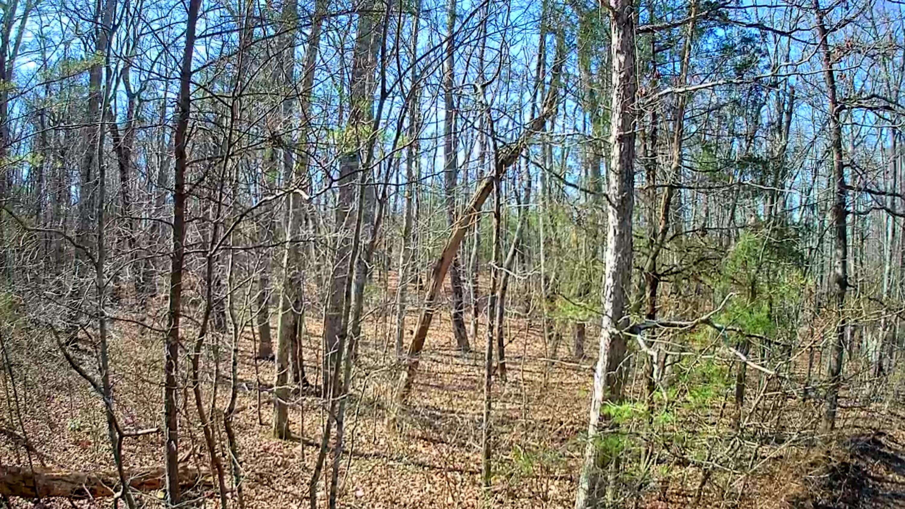 157 Highway, Rising Fawn, Georgia image 10