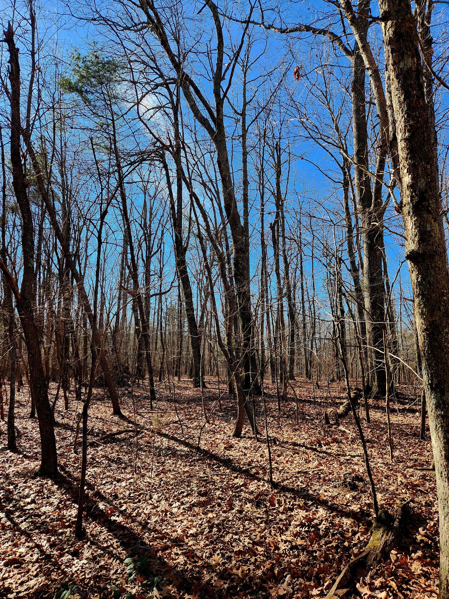 157 Highway, Rising Fawn, Georgia image 6