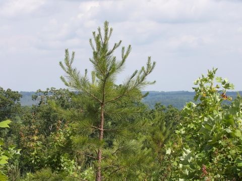 Tiny photo for 392 Hamilton Hollow Road, Crossville, TN 38572 (MLS # 1513240)