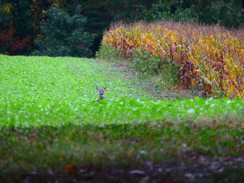 Tiny photo for 00 Cane Creek Road, Dunlap, TN 37327 (MLS # 1529455)