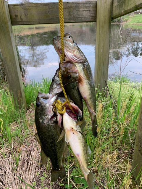 Tiny photo for 00 Cane Creek Road, Dunlap, TN 37327 (MLS # 1529455)