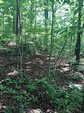 Anderson Avenue, Signal Mountain, Tennessee image 4
