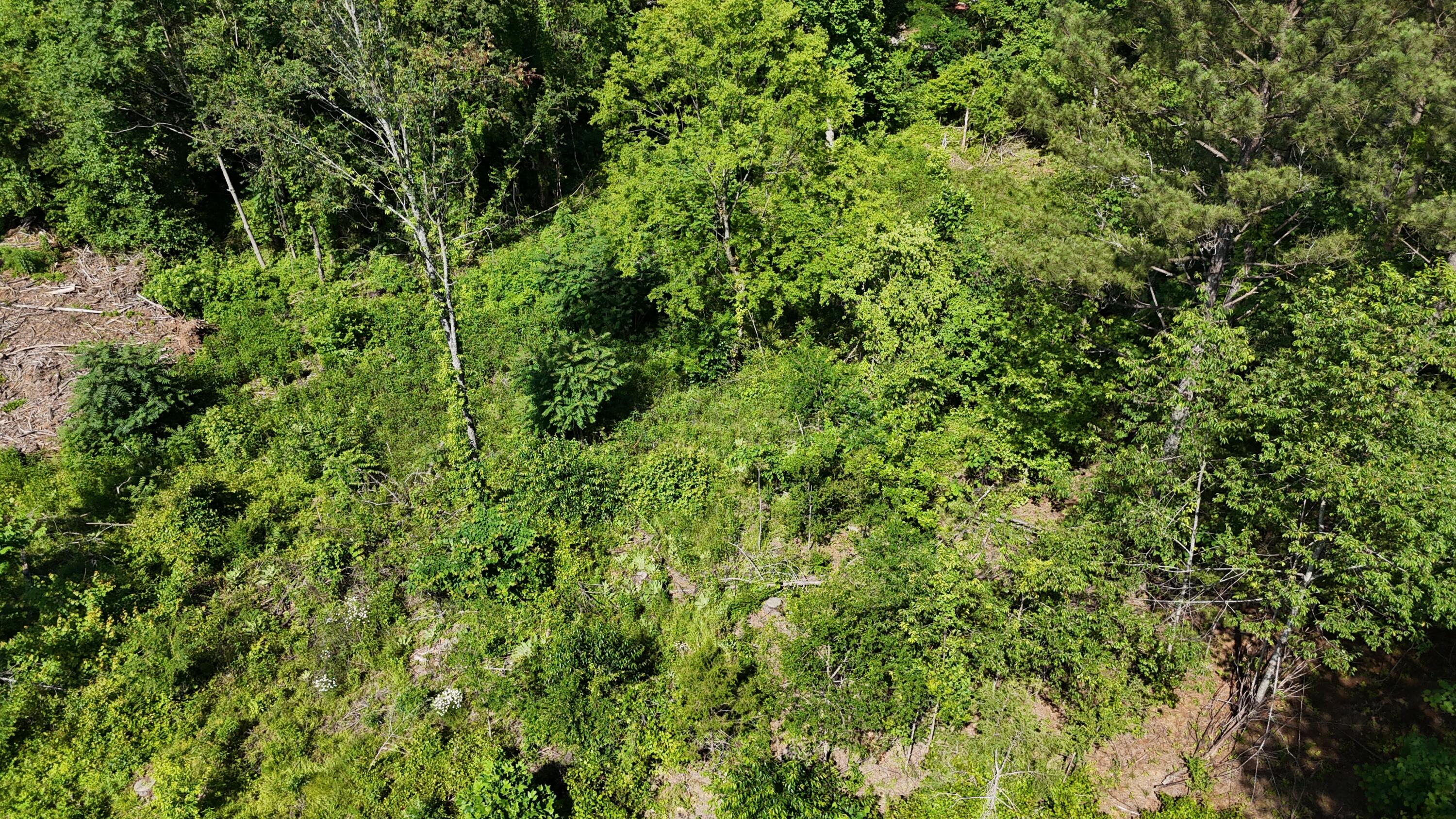 Lot 5 Lamontville Road, Decatur, Tennessee image 1
