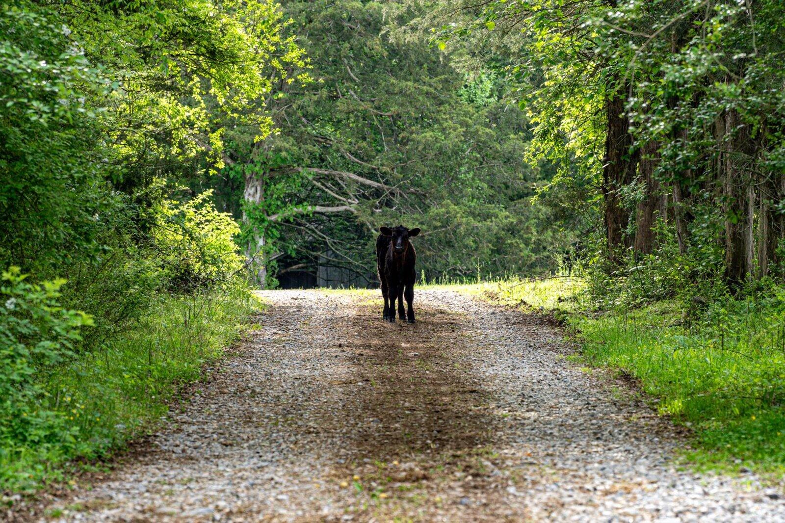 34 Mule Lane, Pikeville, Tennessee image 25