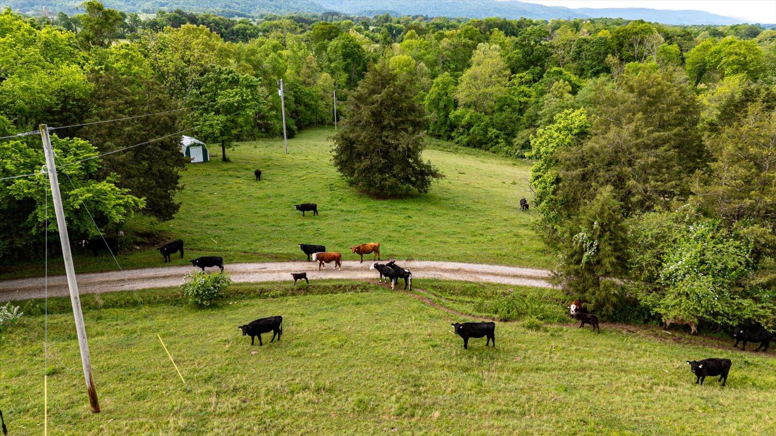 34 Mule Lane, Pikeville, Tennessee image 13