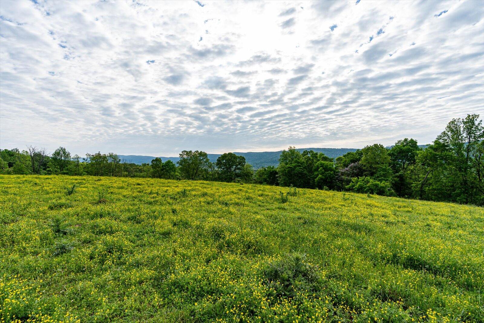 34 Mule Lane, Pikeville, Tennessee image 7