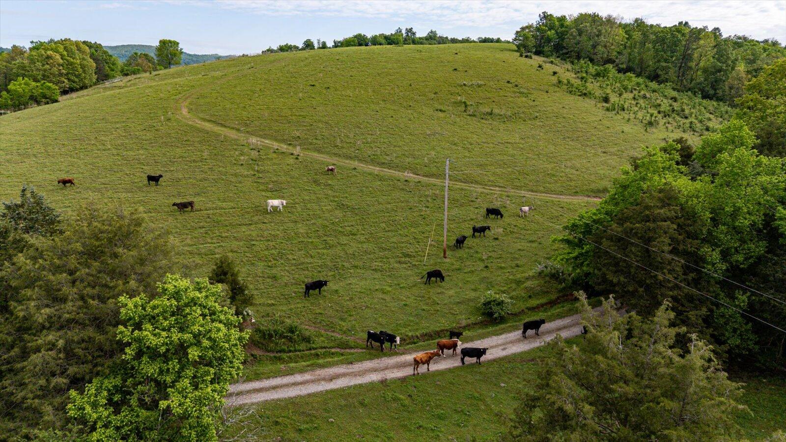 34 Mule Lane, Pikeville, Tennessee image 14