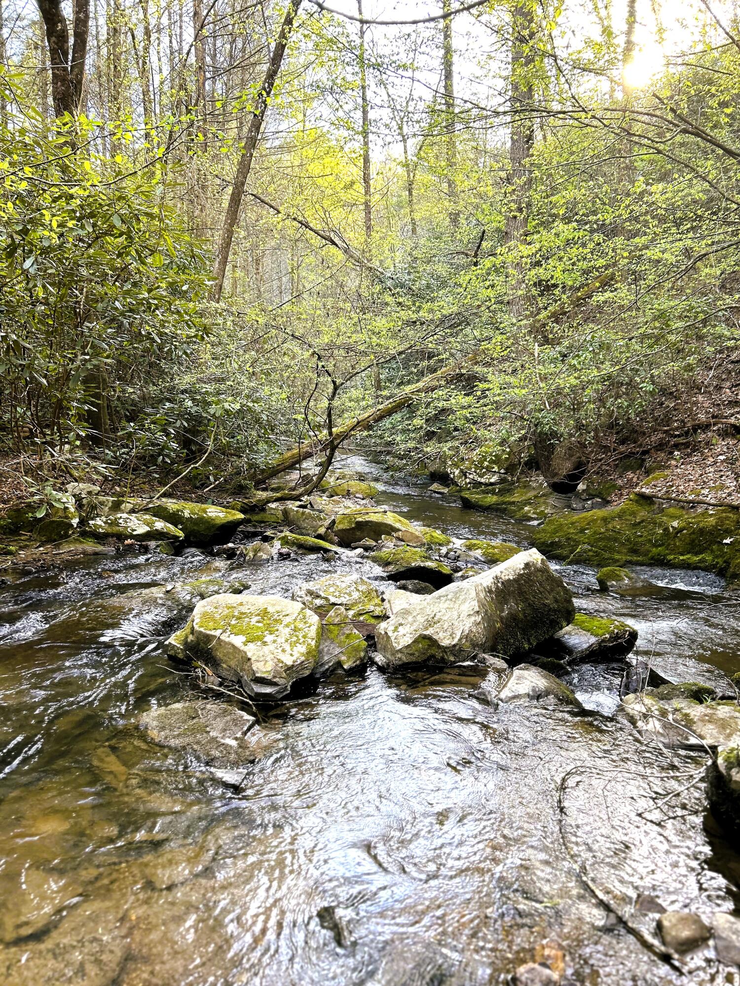 40 Acres Ivy Trail, Tellico Plains, Tennessee image 12