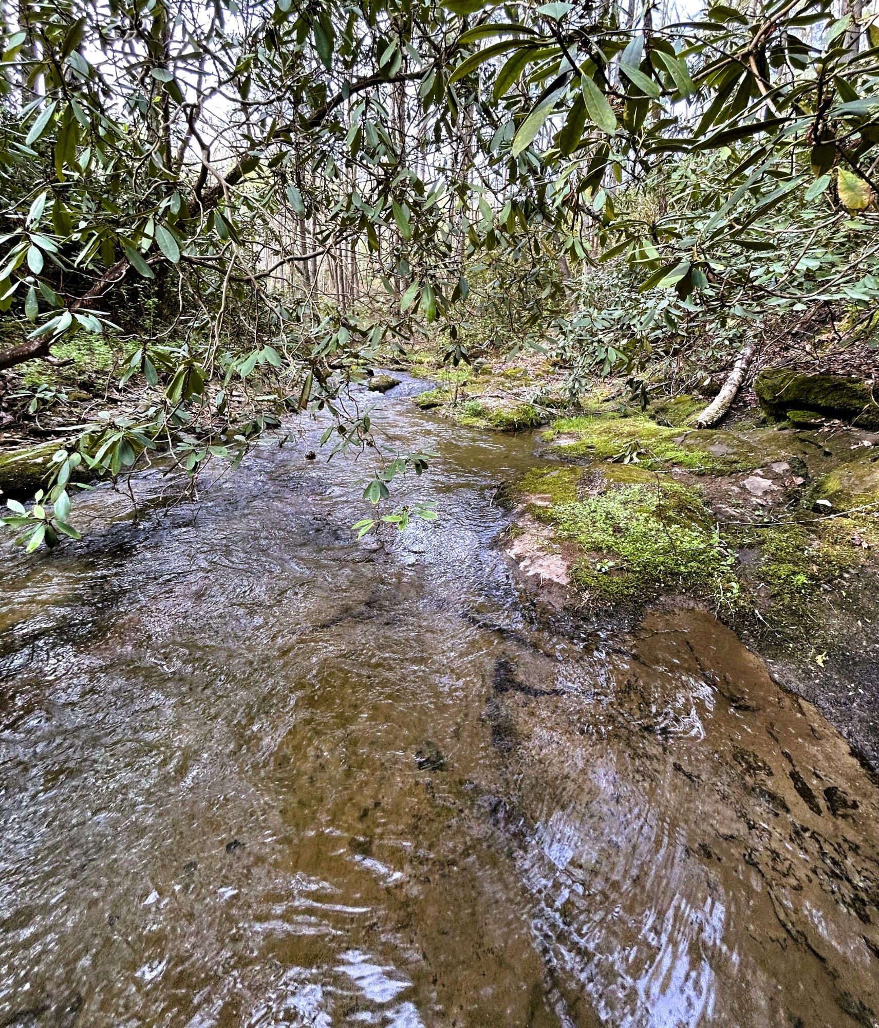 40 Acres Ivy Trail, Tellico Plains, Tennessee image 14