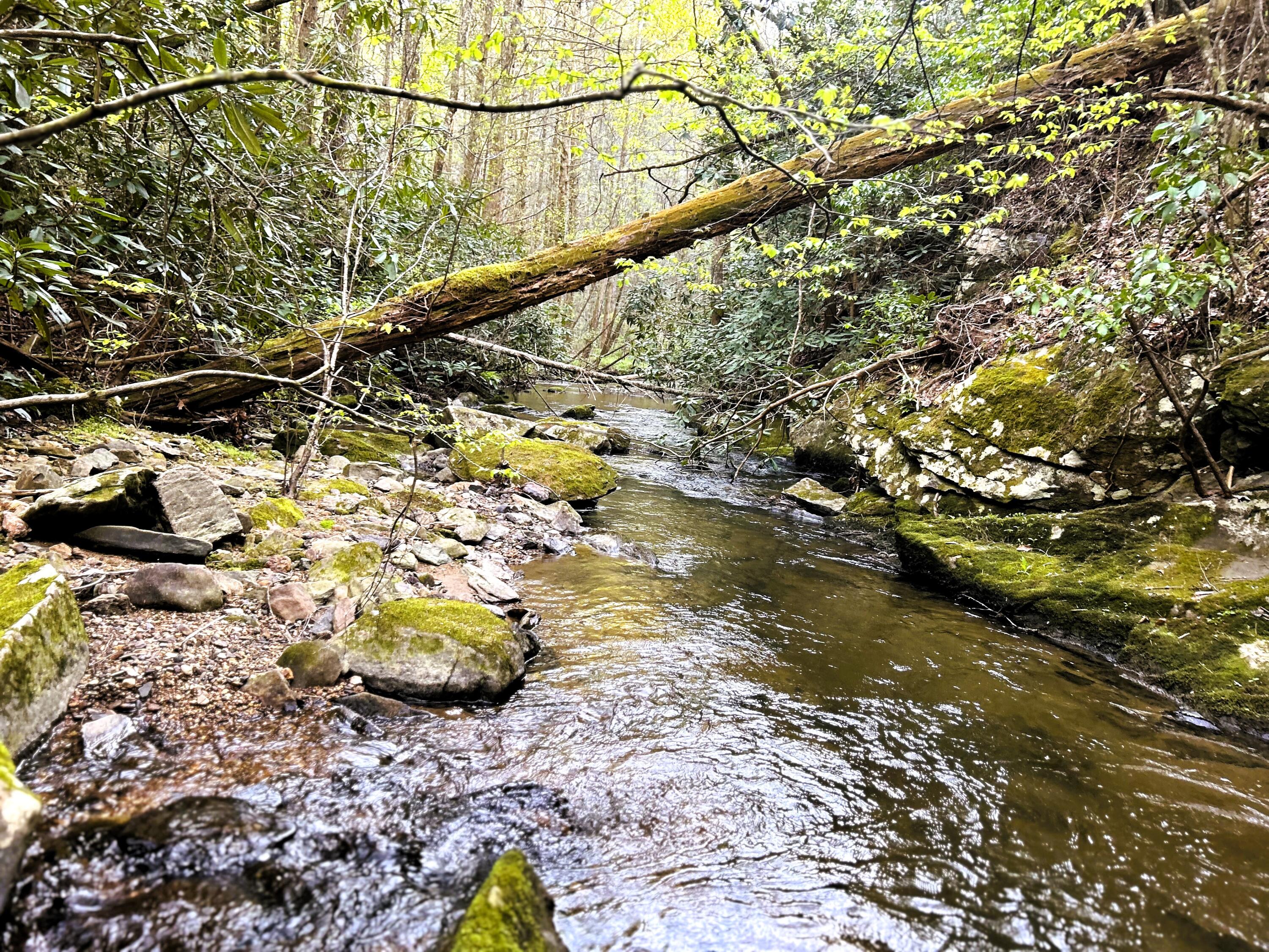 40 Acres Ivy Trail, Tellico Plains, Tennessee image 10