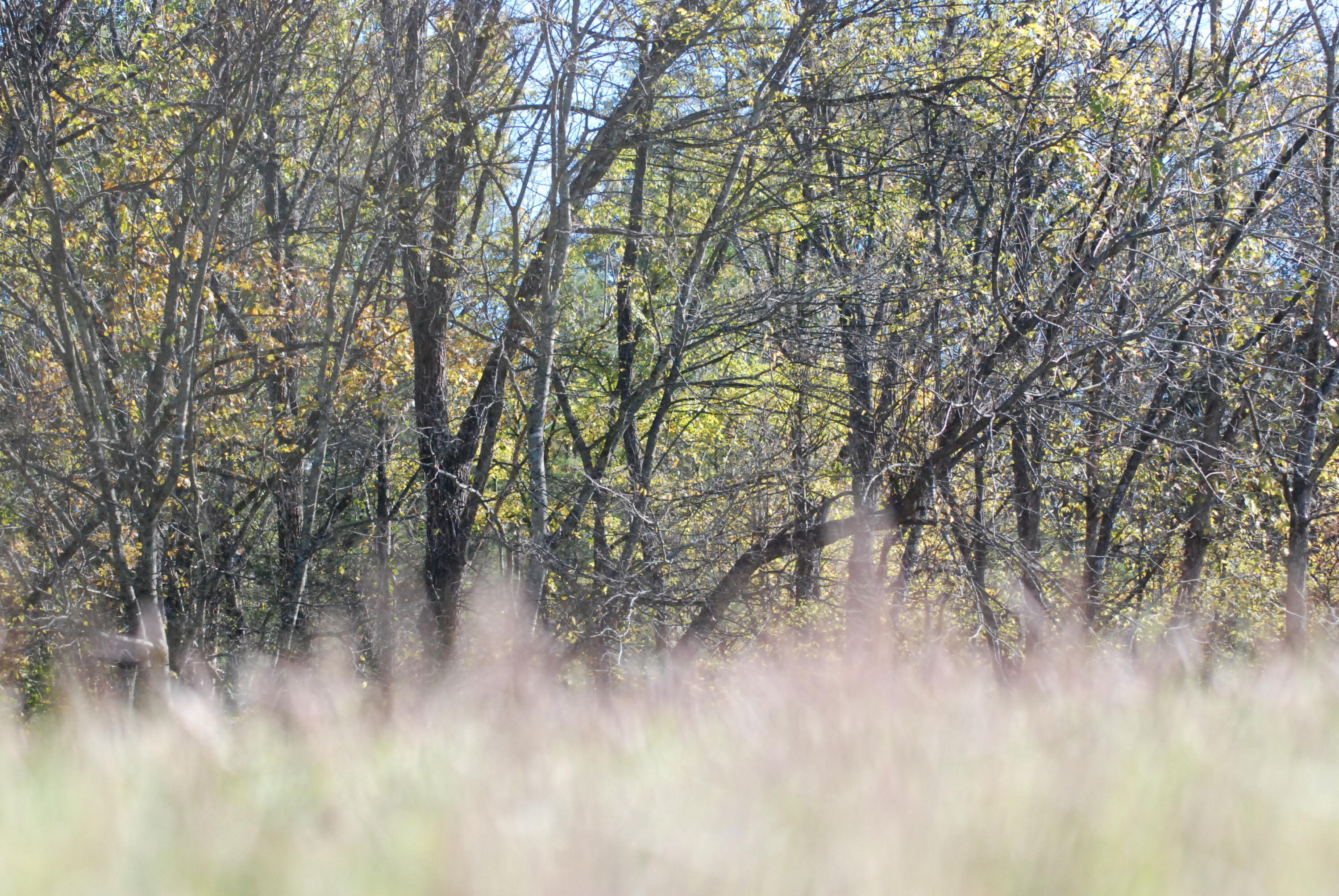 Lot 79 Morning Glory Drive