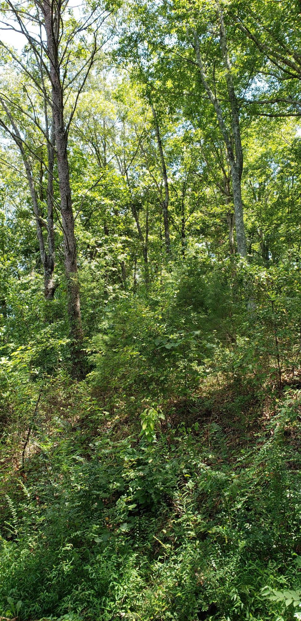Treeline Drive #4, Dunlap, Tennessee image 6
