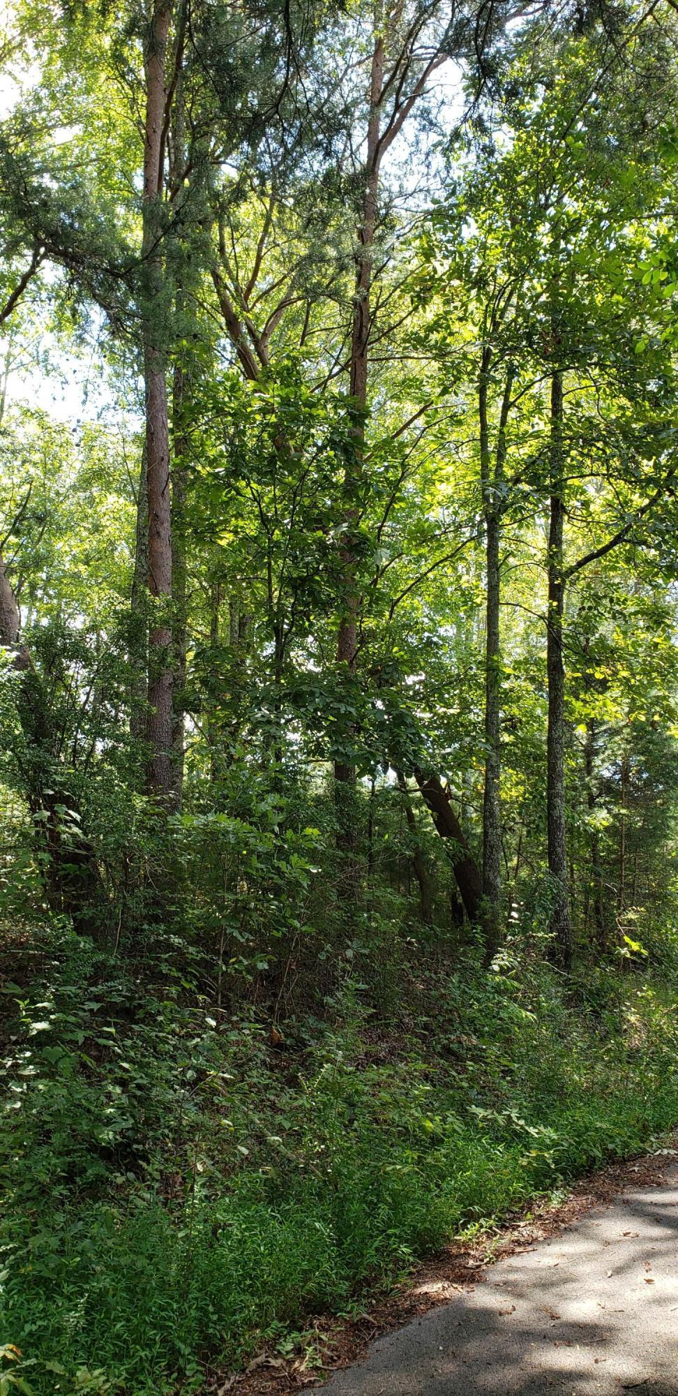 Treeline Drive #4, Dunlap, Tennessee image 5
