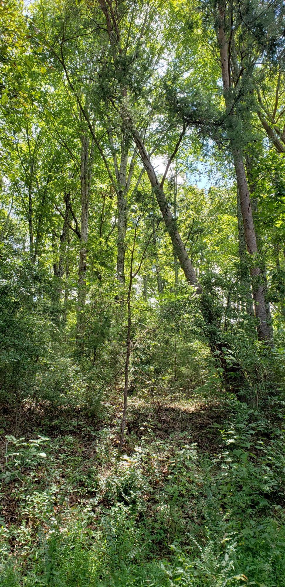 Treeline Drive #4, Dunlap, Tennessee image 8
