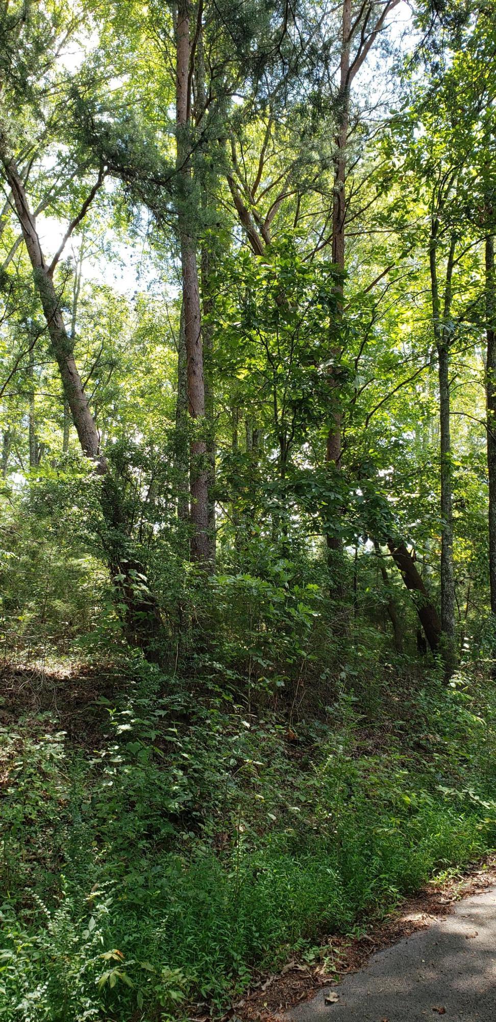 Treeline Drive #4, Dunlap, Tennessee image 7