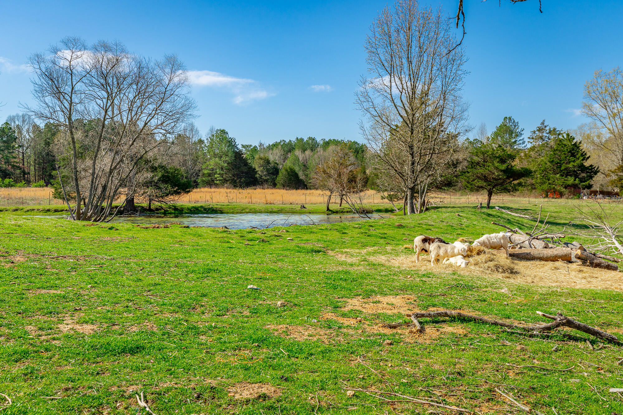 3785 Poplar Springs Road, Ringgold, Georgia image 39