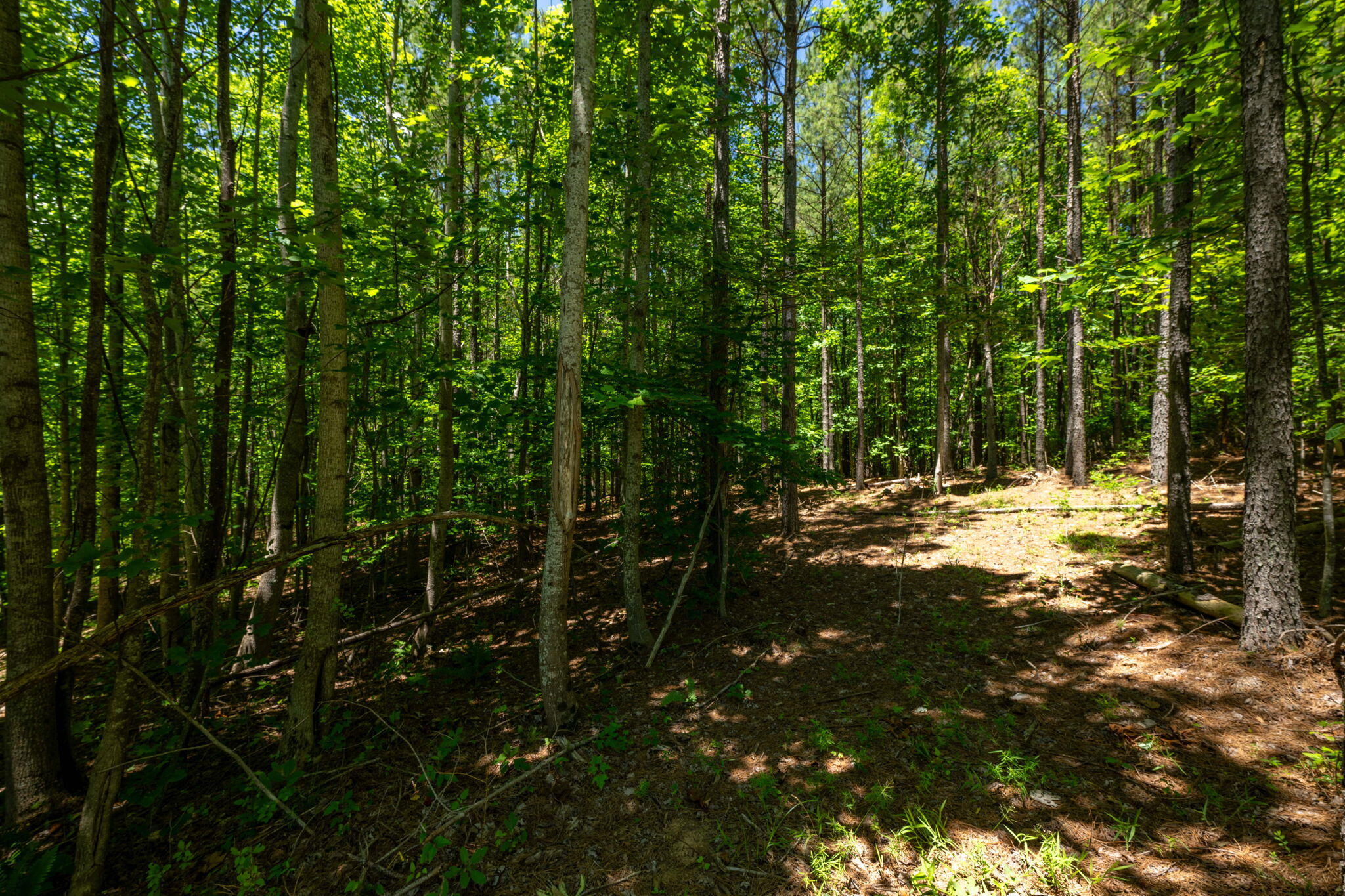 464 Moonlight Lane, Jasper, Tennessee image 4