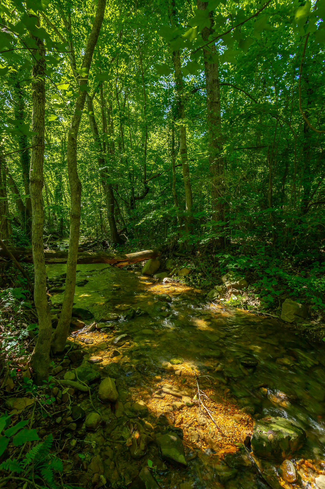 117 Westbrook Avenue, Soddy Daisy, Tennessee image 44