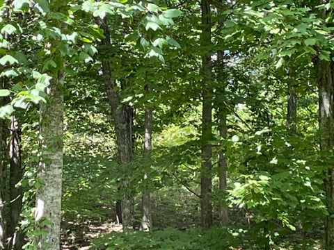 Vacant Land For Sale - Roaring Creek Road<br/> Dunlap, TN 37327