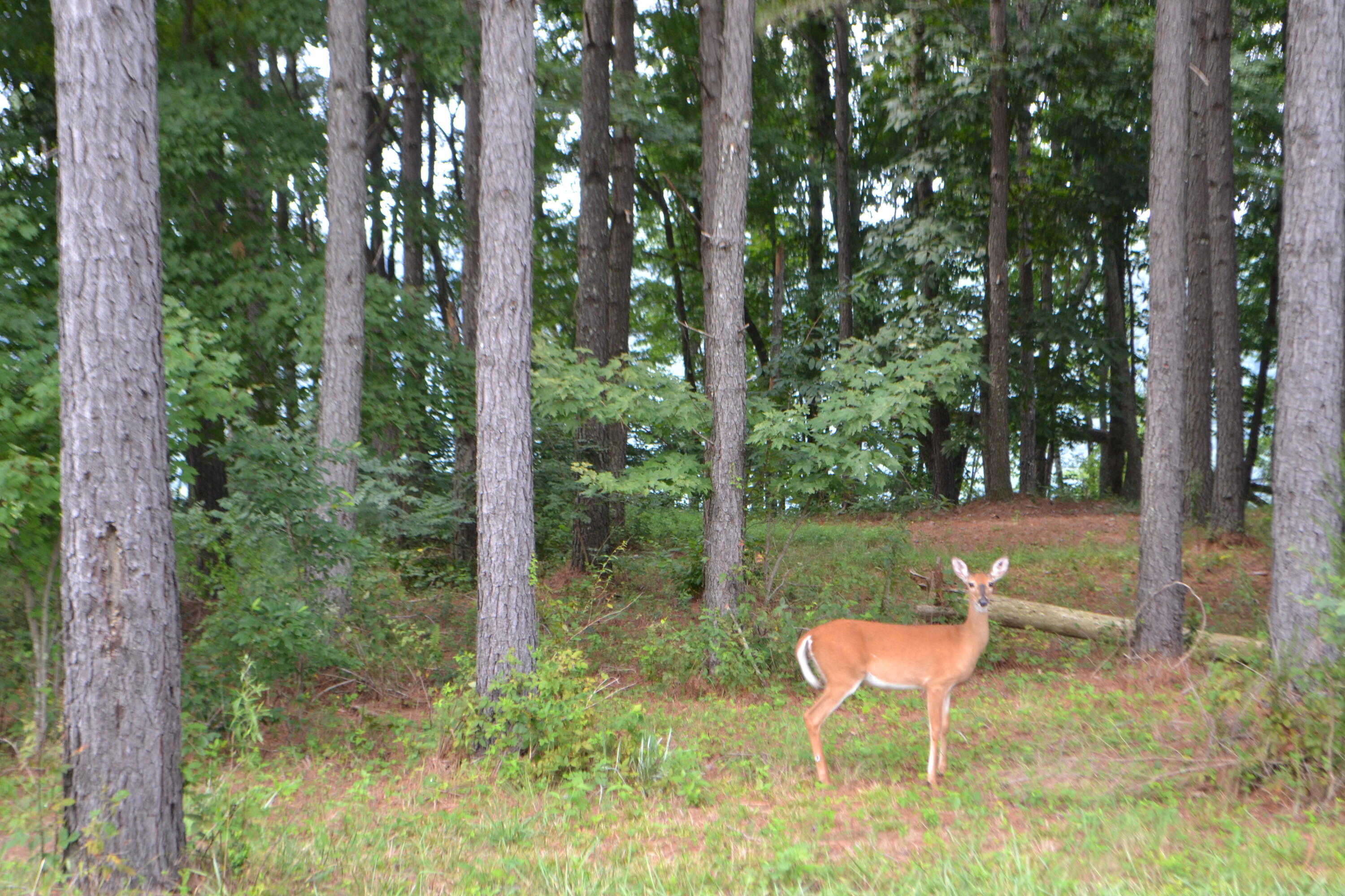 125 Wilderness Drive #187, Jasper, Tennessee image 8