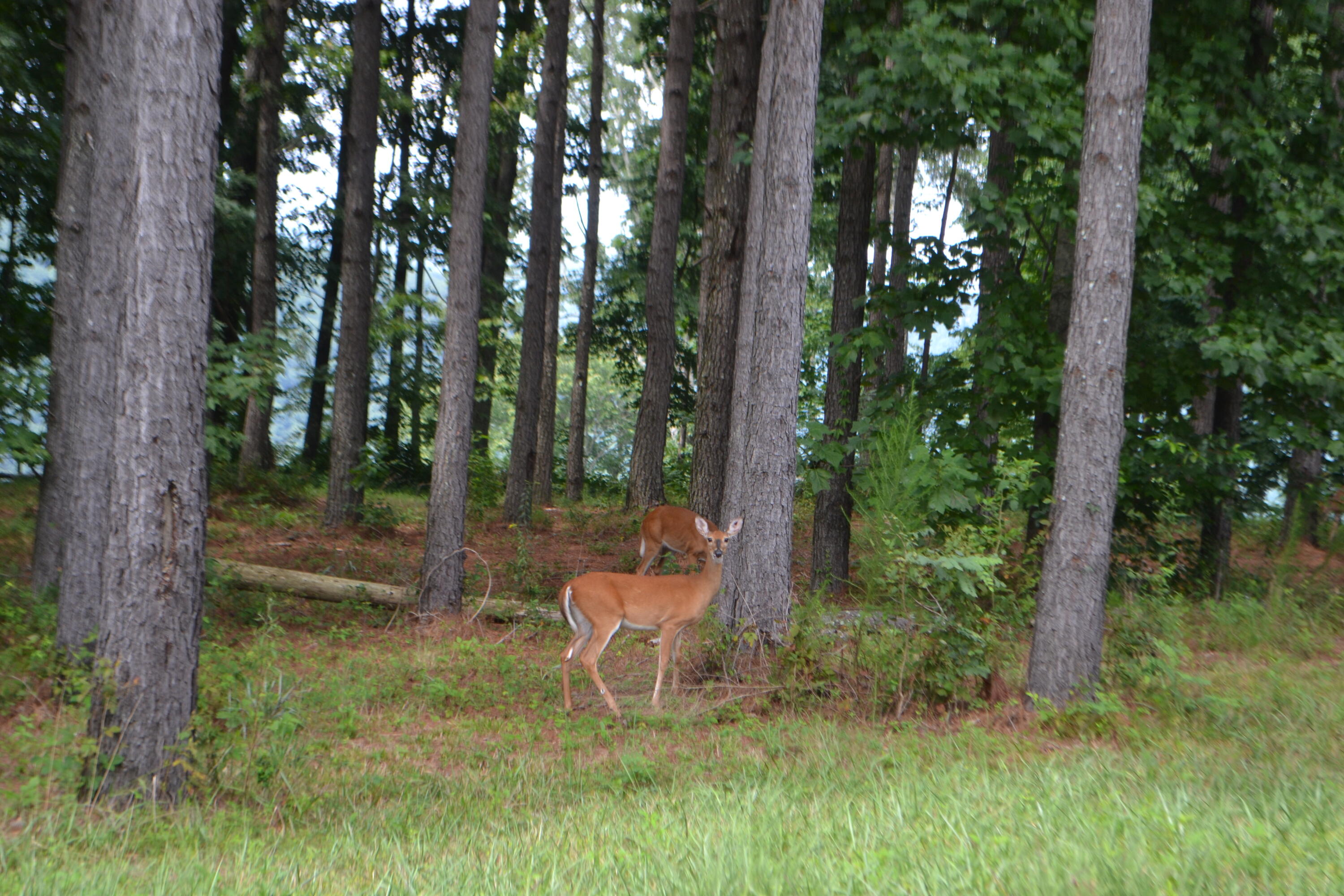 125 Wilderness Drive #187, Jasper, Tennessee image 10