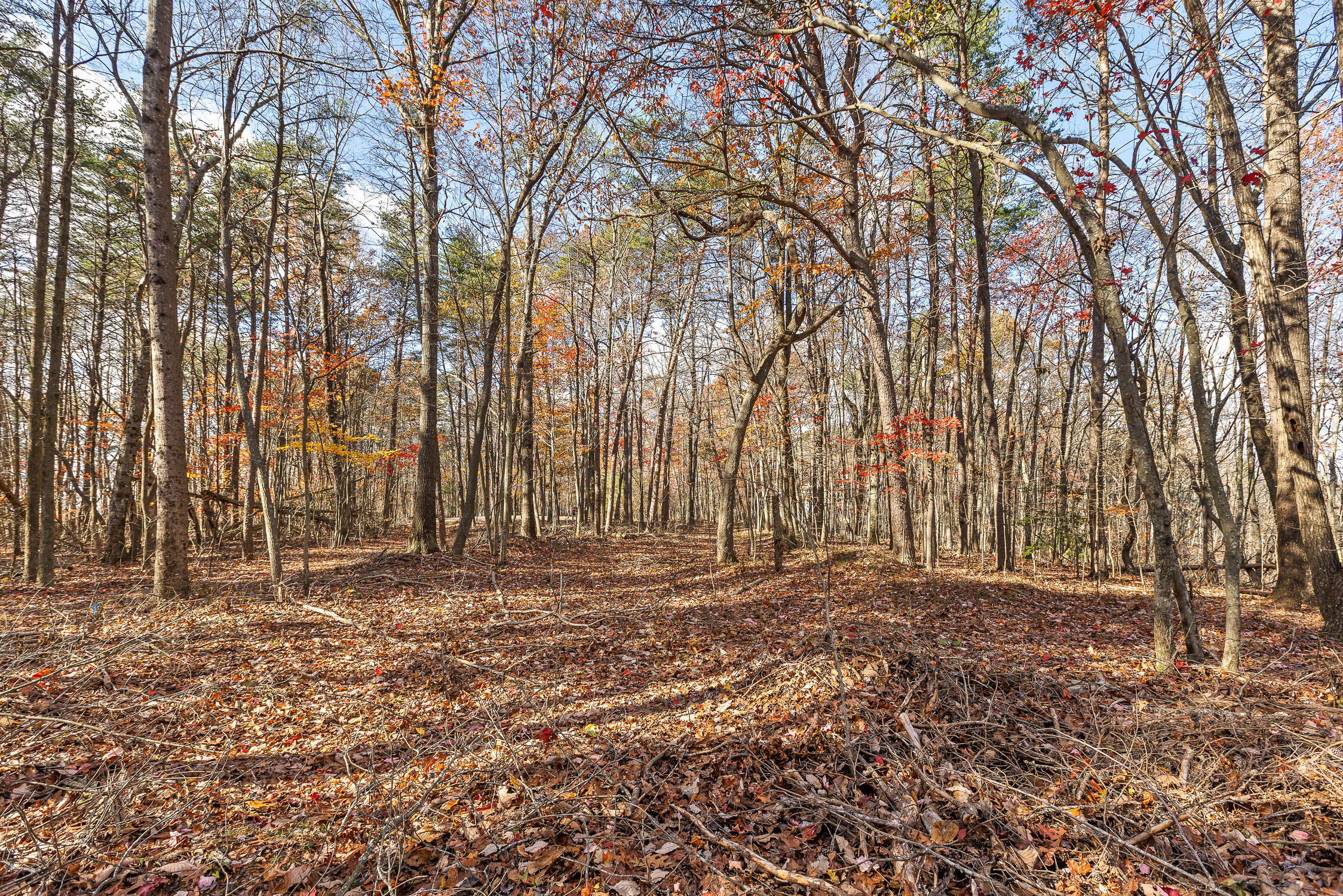 Shivas South Crest, Rising Fawn, Georgia image 13
