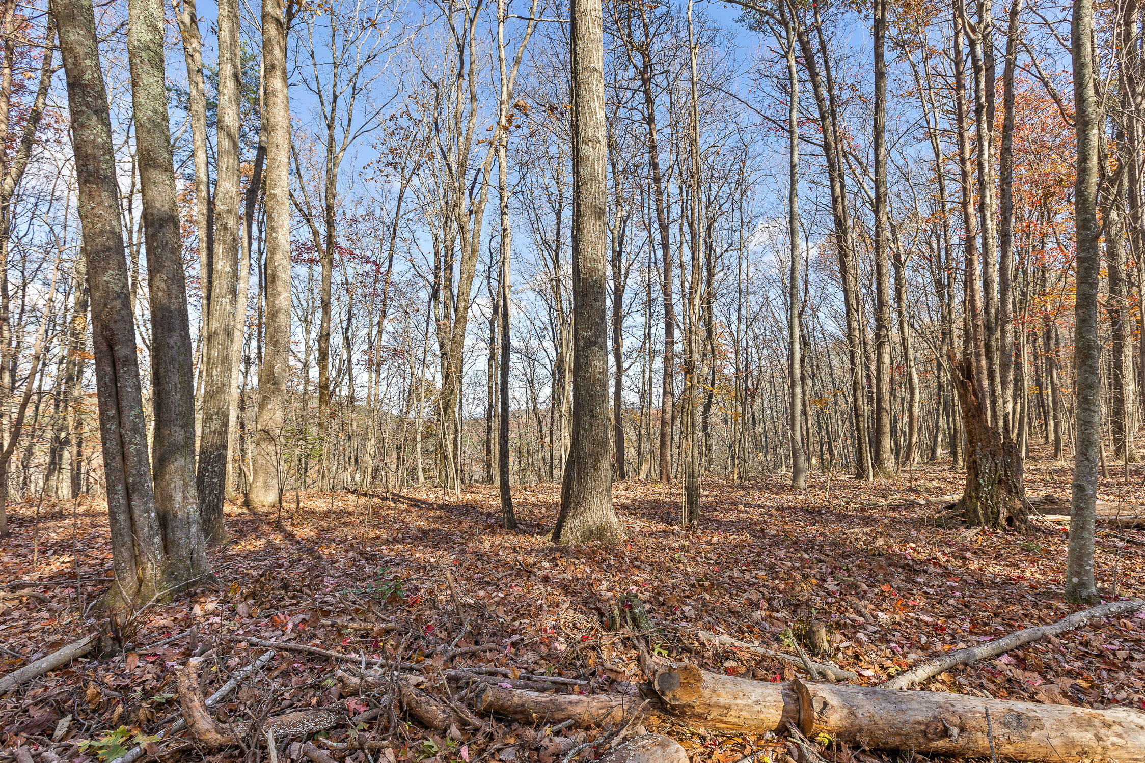 Shivas South Crest, Rising Fawn, Georgia image 11