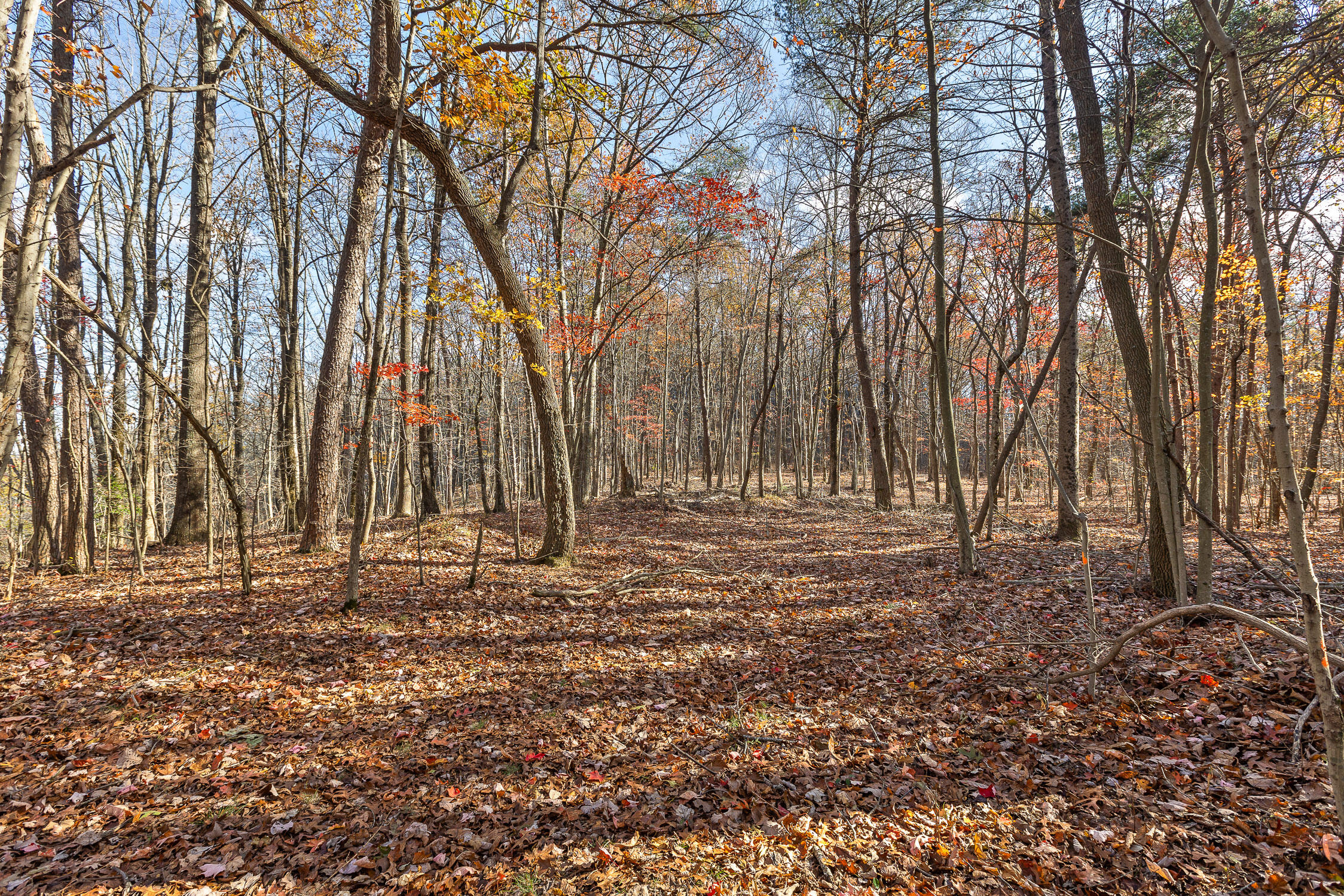 Shivas South Crest, Rising Fawn, Georgia image 9
