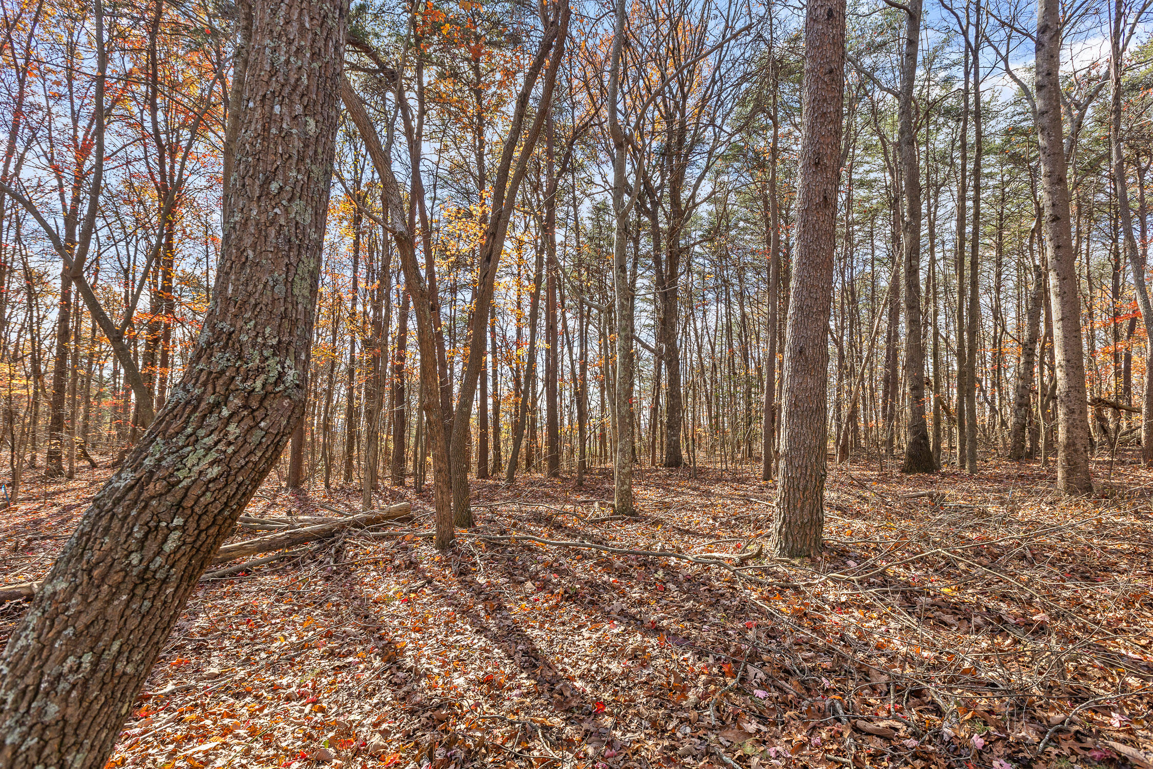 Shivas South Crest, Rising Fawn, Georgia image 14