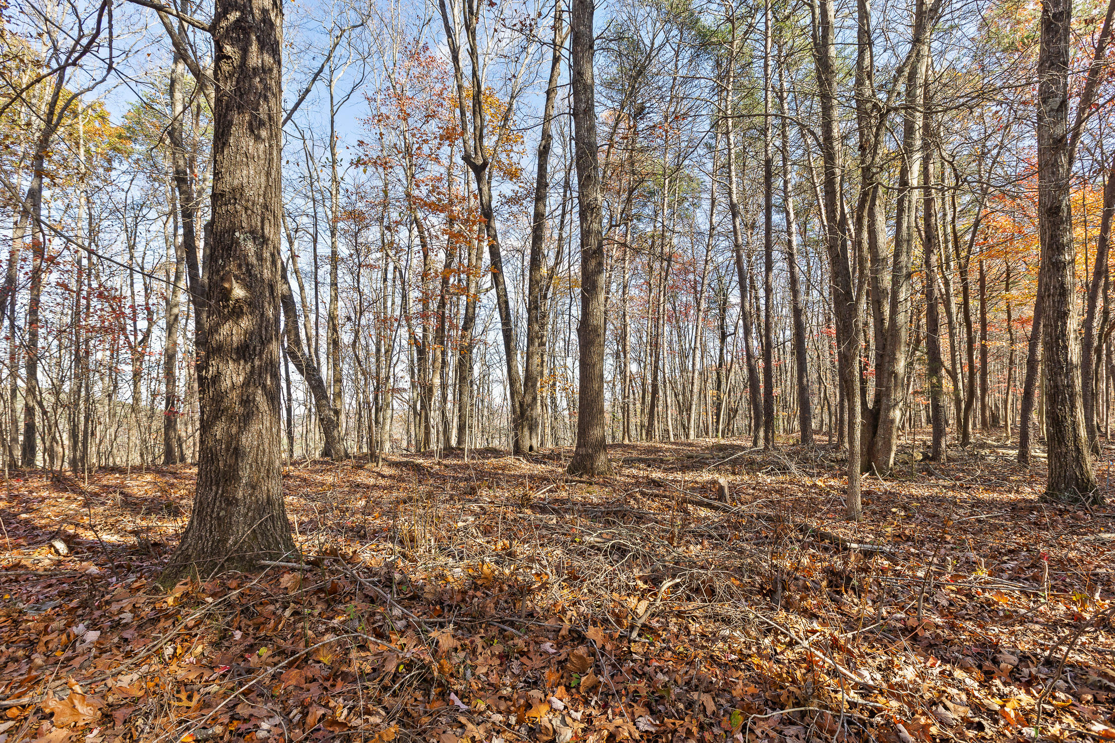 Shivas South Crest, Rising Fawn, Georgia image 5