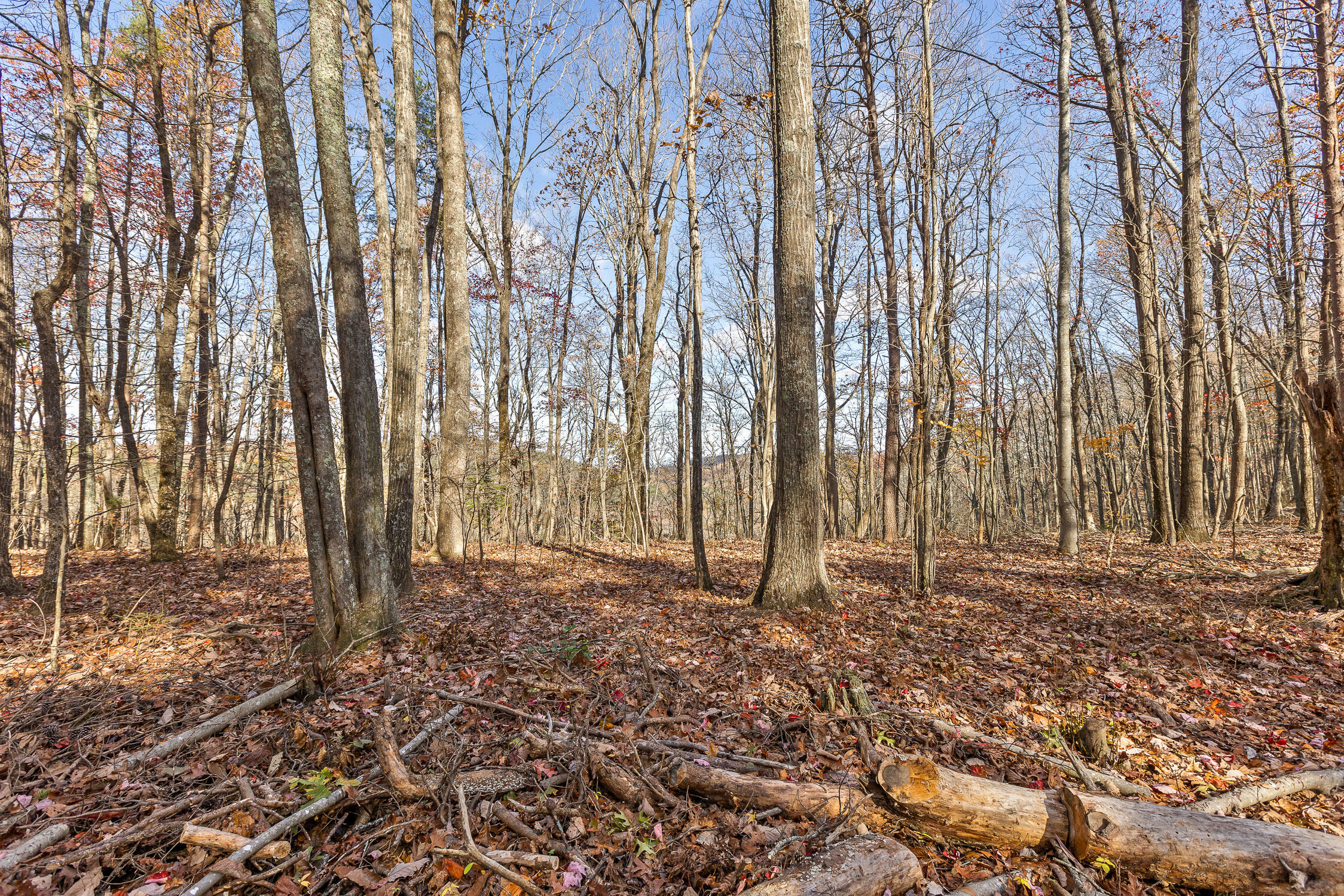 Shivas South Crest, Rising Fawn, Georgia image 12