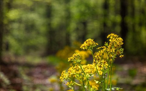 Tiny photo for 384 Acres Clouse Hill Road, Tracy City, TN 37387 (MLS # 1513172)