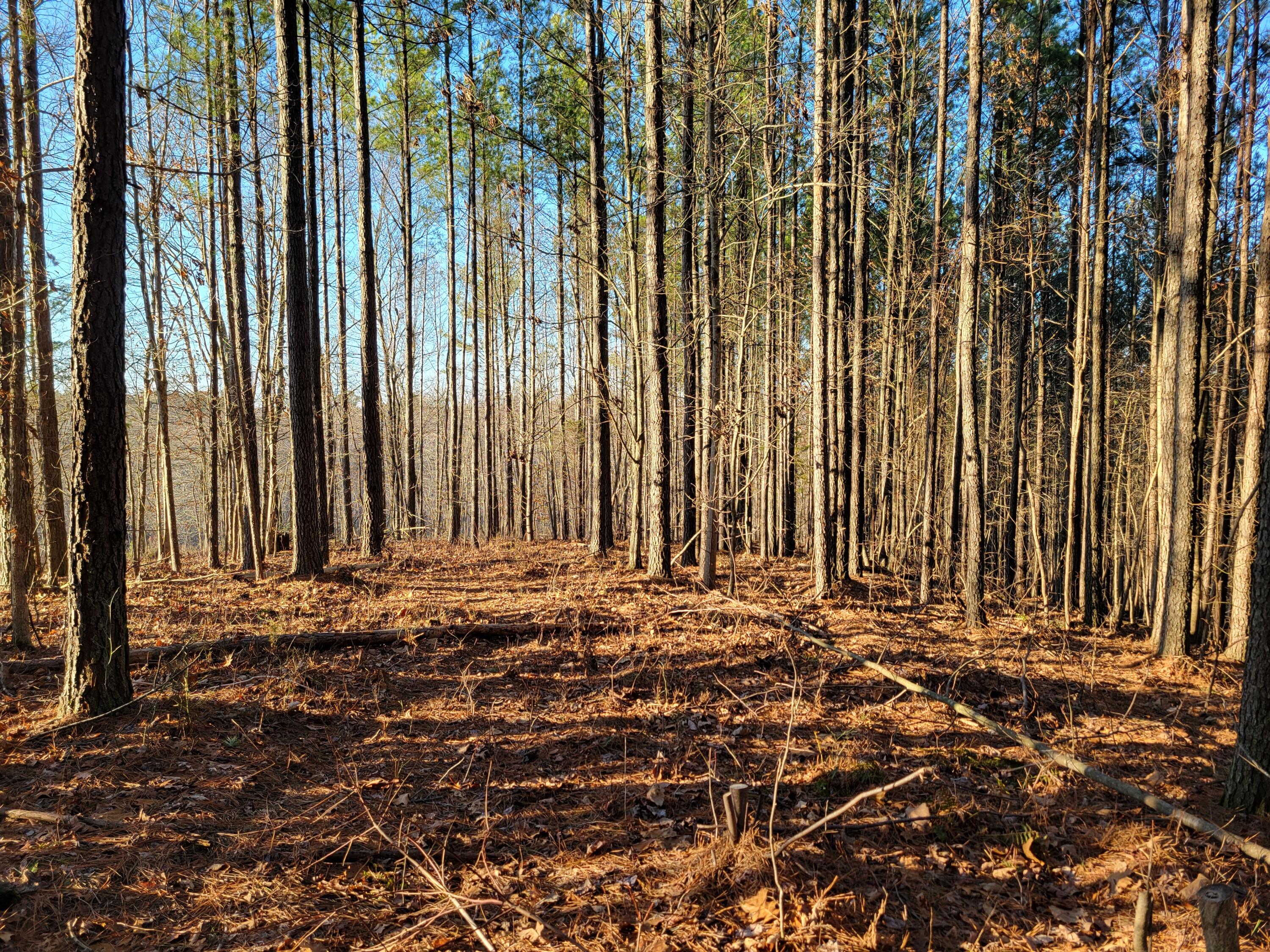 9750 S Pittsburg Mountain Road, South Pittsburg, Tennessee image 10