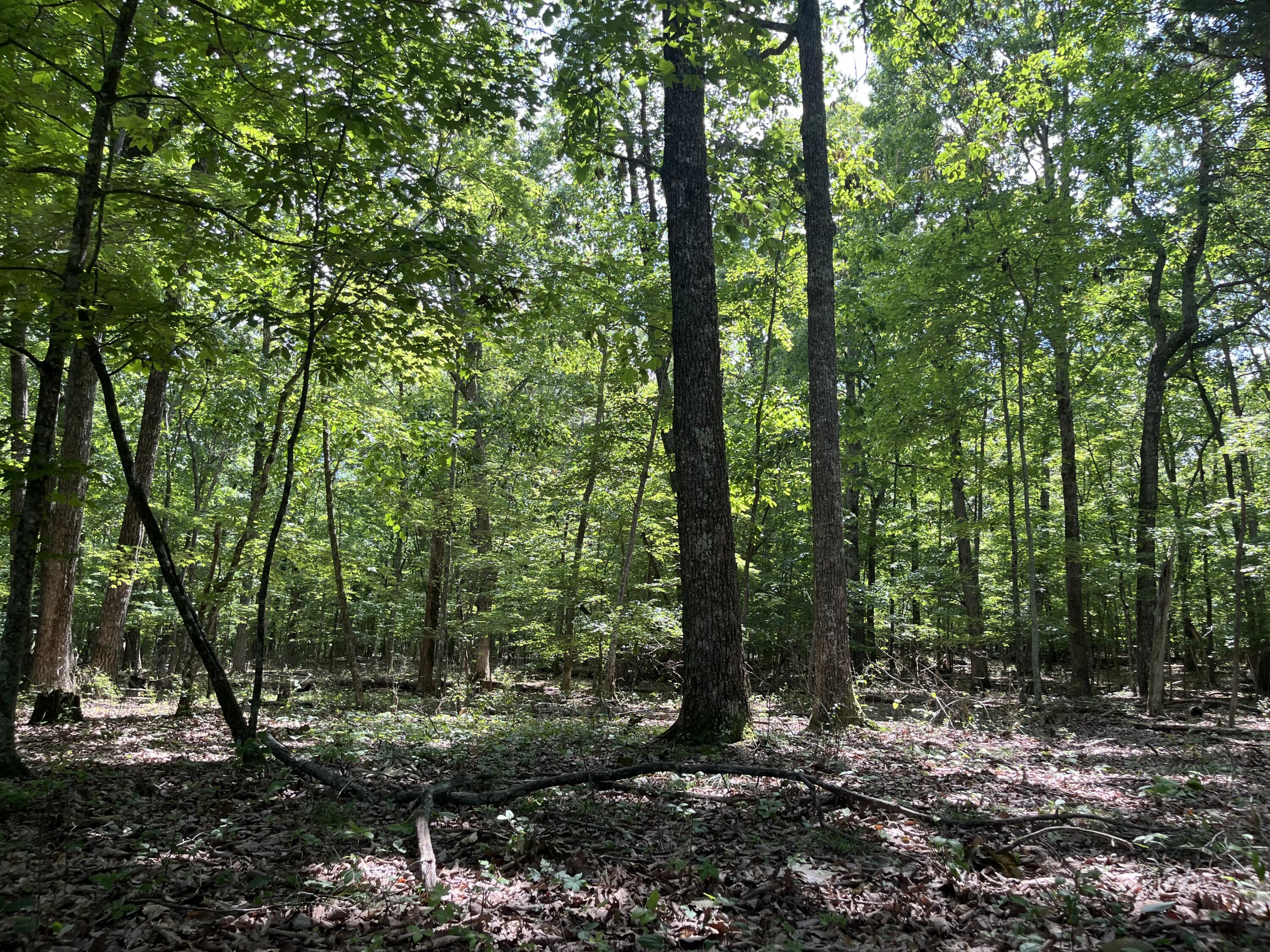00 Jackson Point Road #16, Sewanee, Tennessee image 7