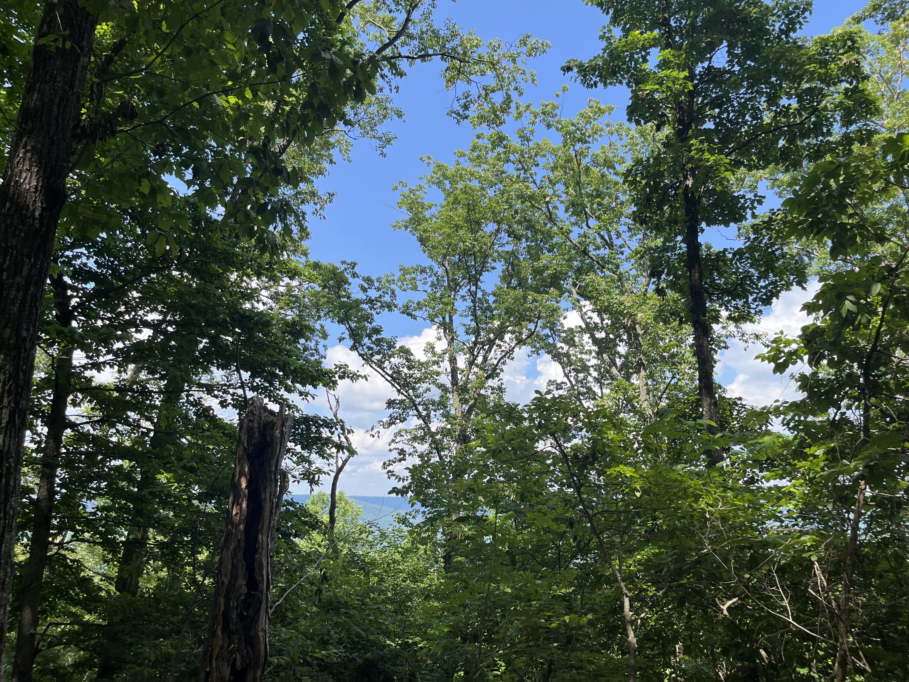00 Jackson Point Road #16, Sewanee, Tennessee image 3