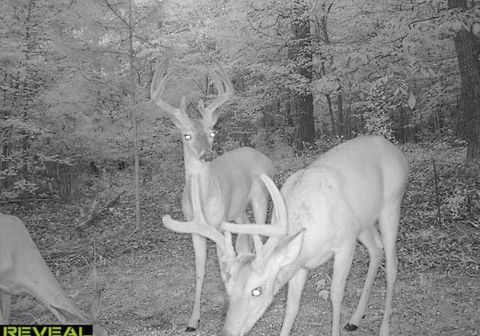 Tiny photo for 16127 Lakewood Drive, Sale Creek, TN 37373 (MLS # 1529460)